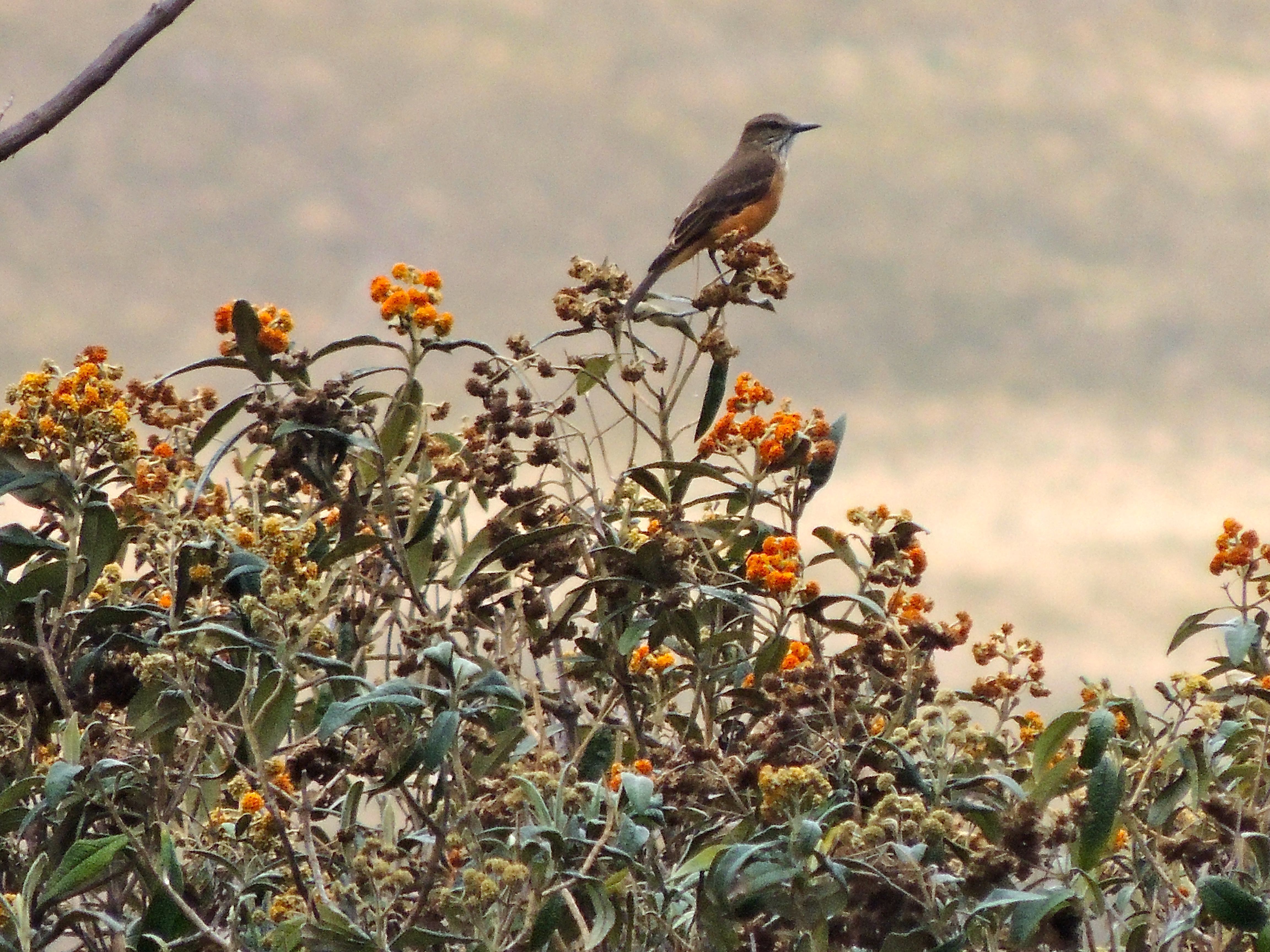 Streak-throated Bush-Tyrant