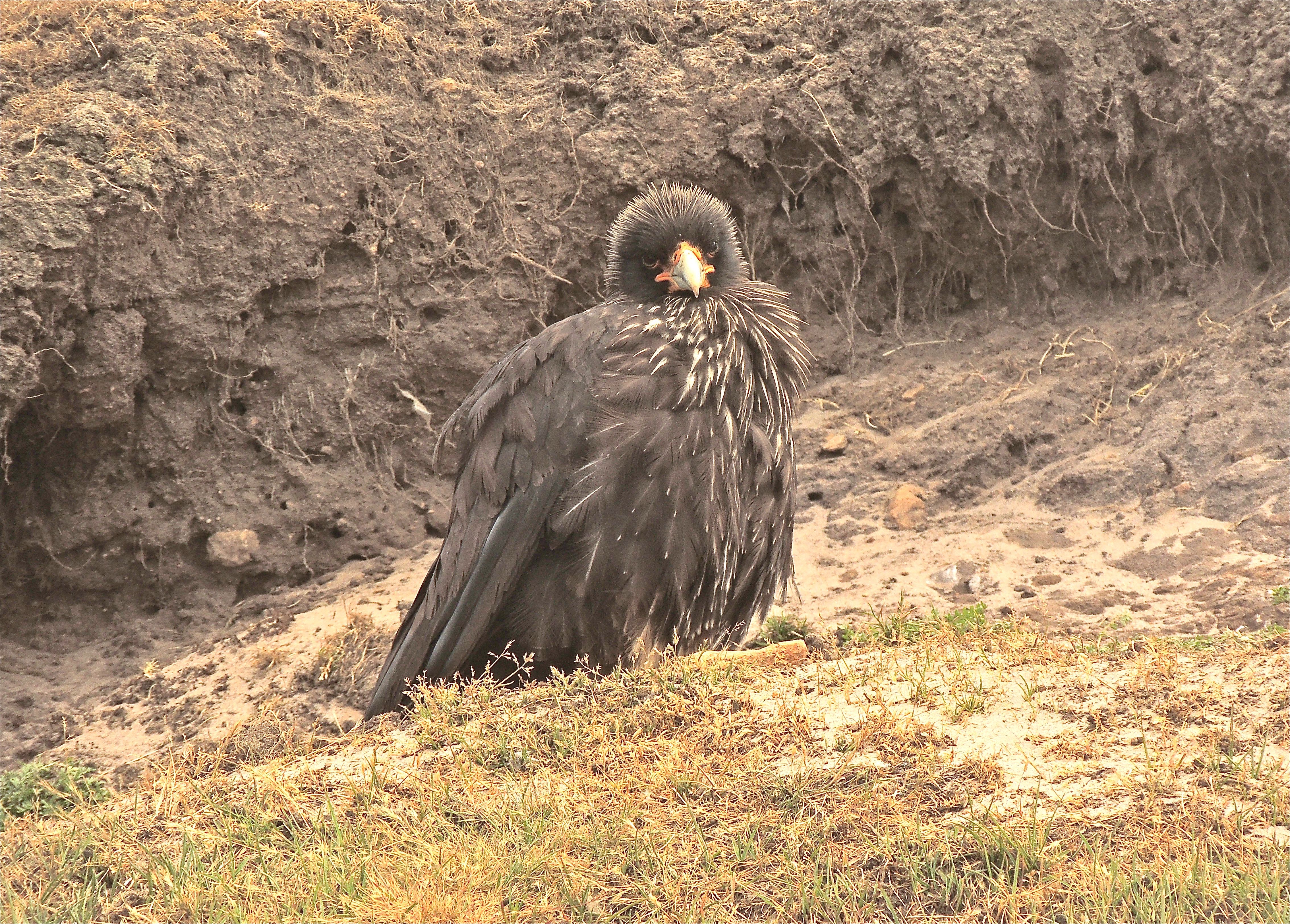 Striated Caracara