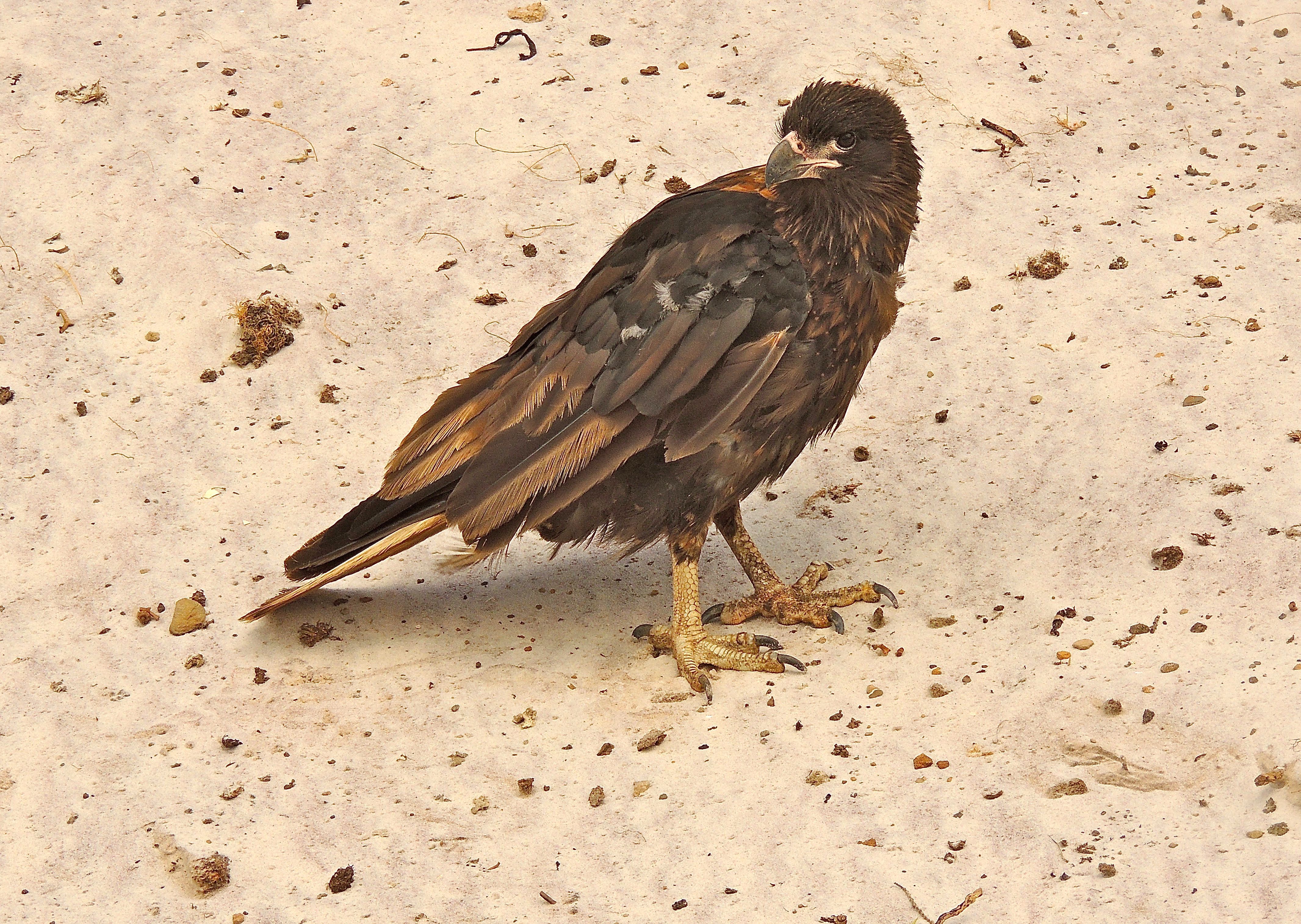 Striated Caracara