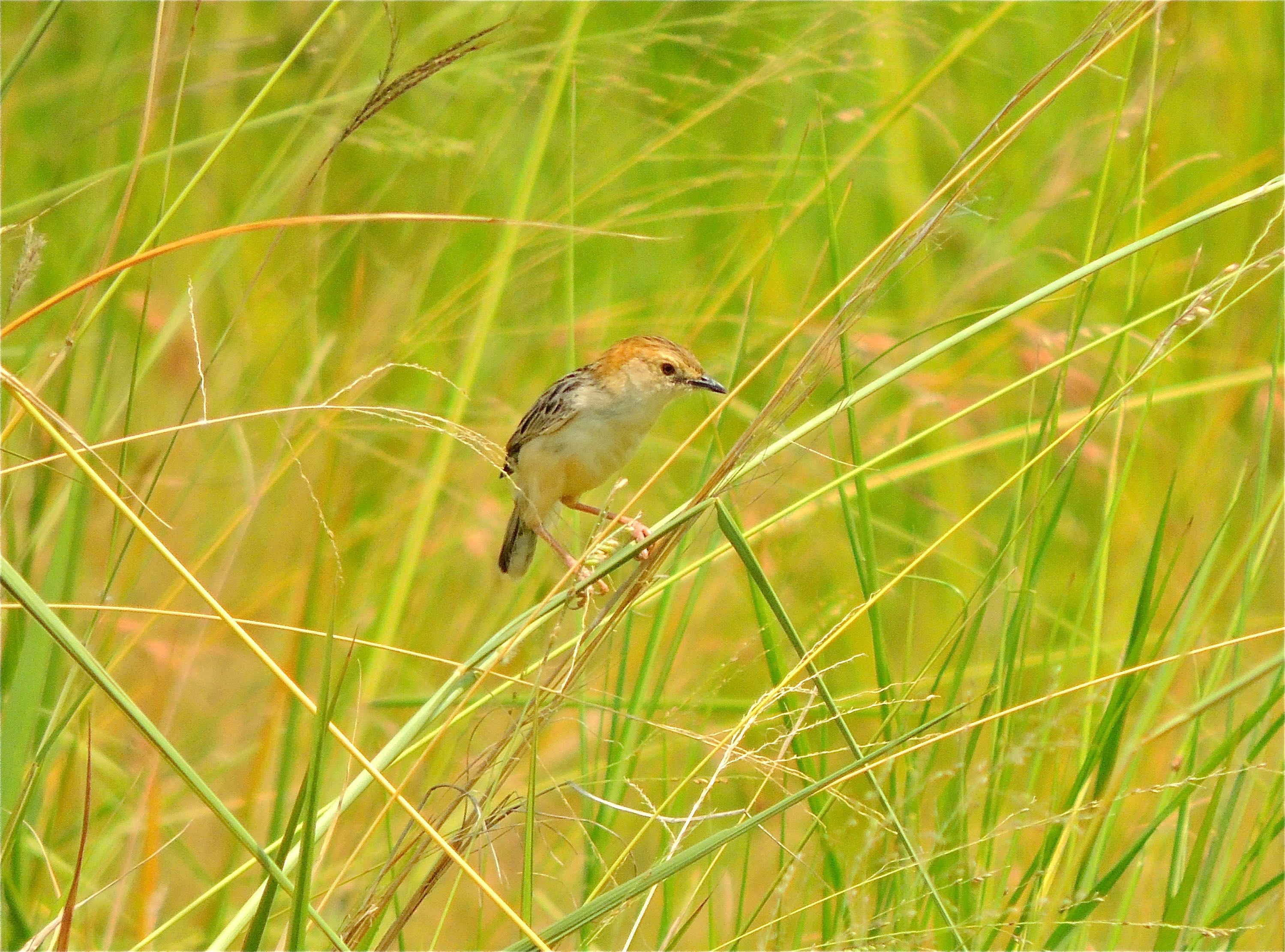 Stout Cisticola