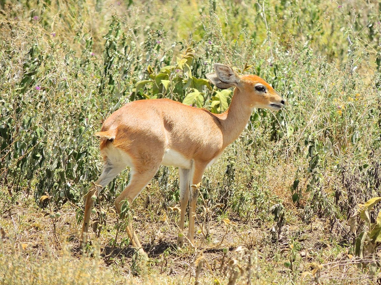 Steenbok