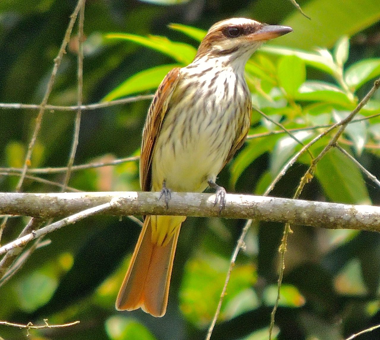 Streaked Flycatcher