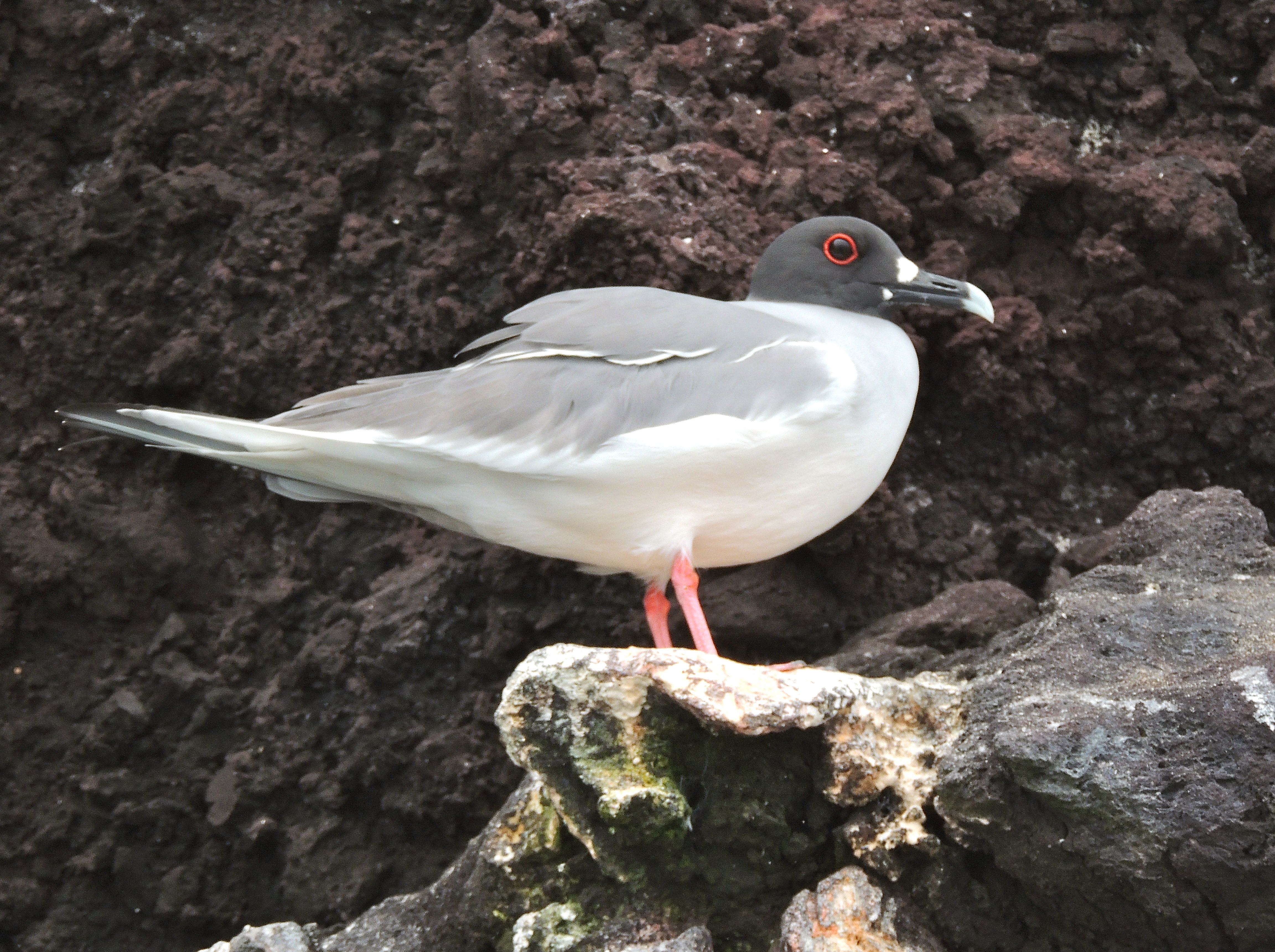 Swallow-tailed Gull