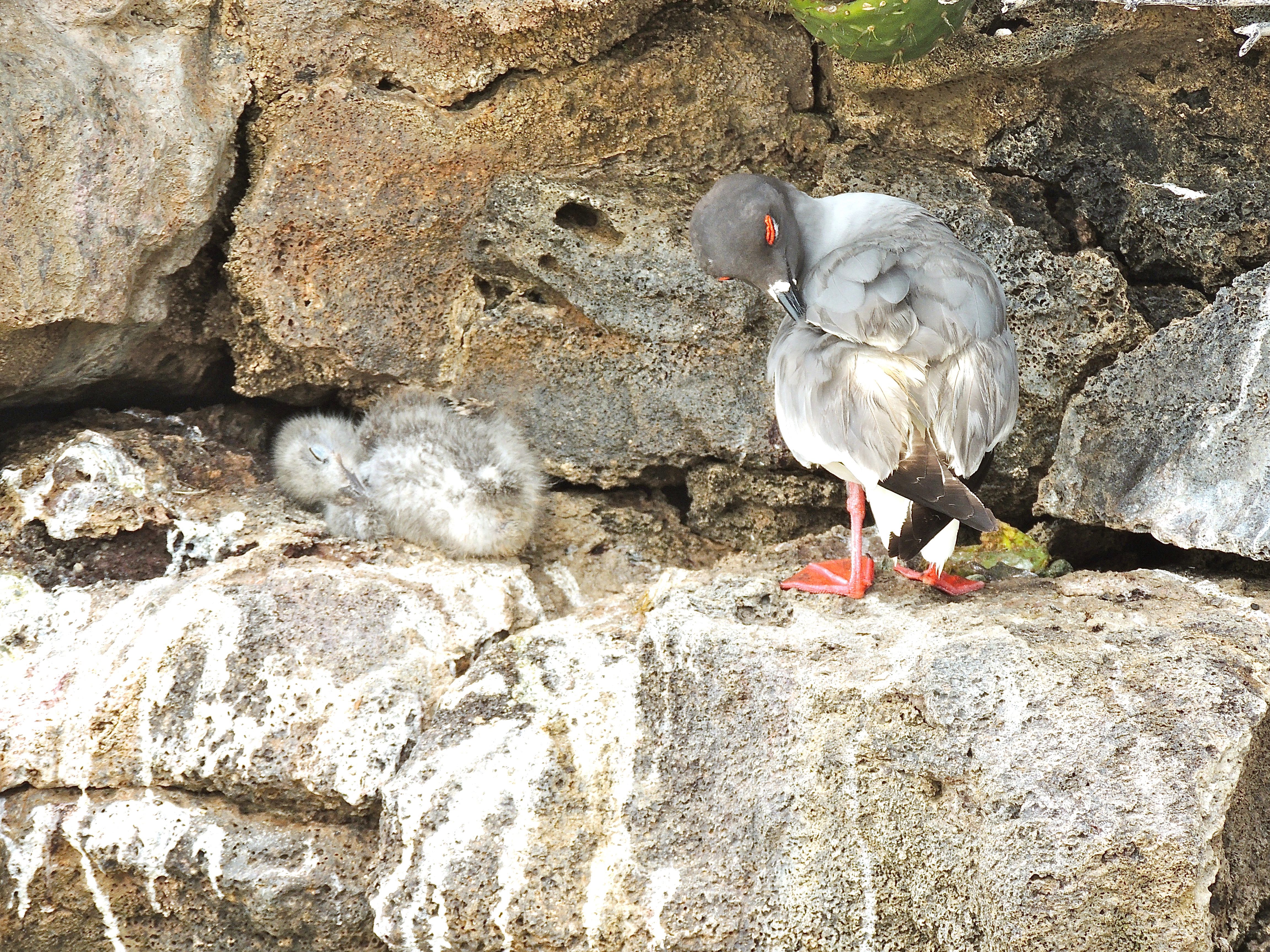 Swallow-tailed Gulls