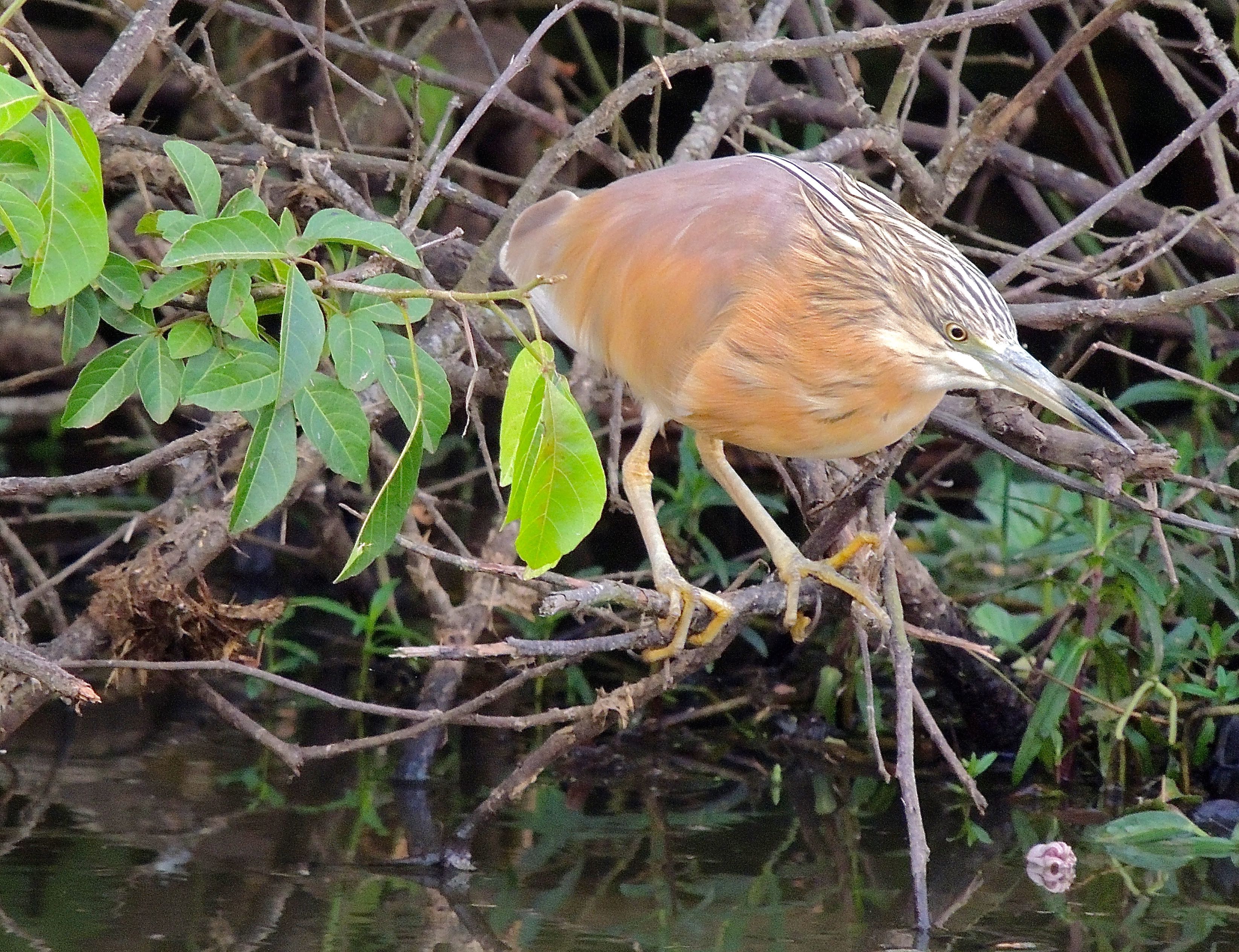 Striated Heron