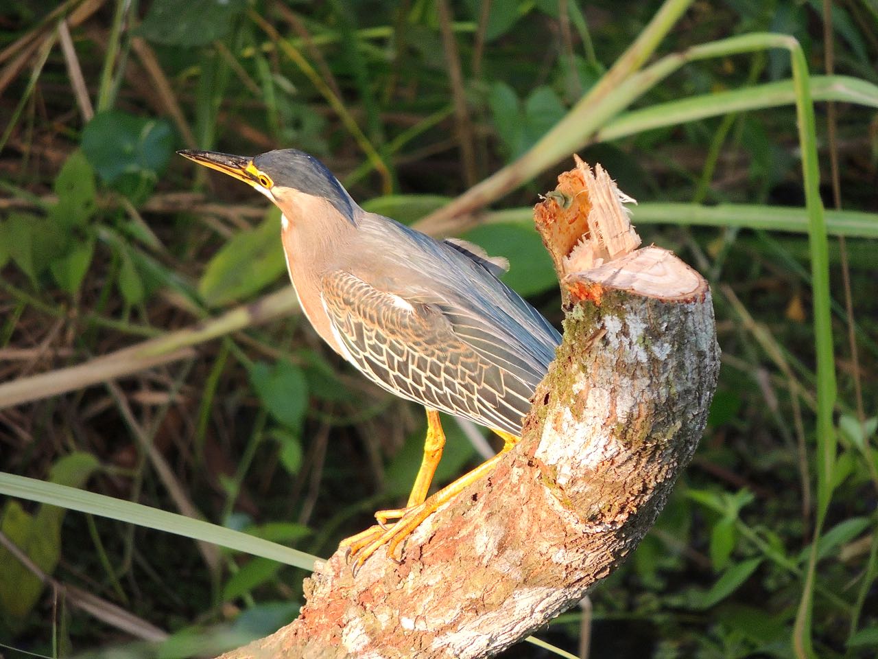 Striated Heron