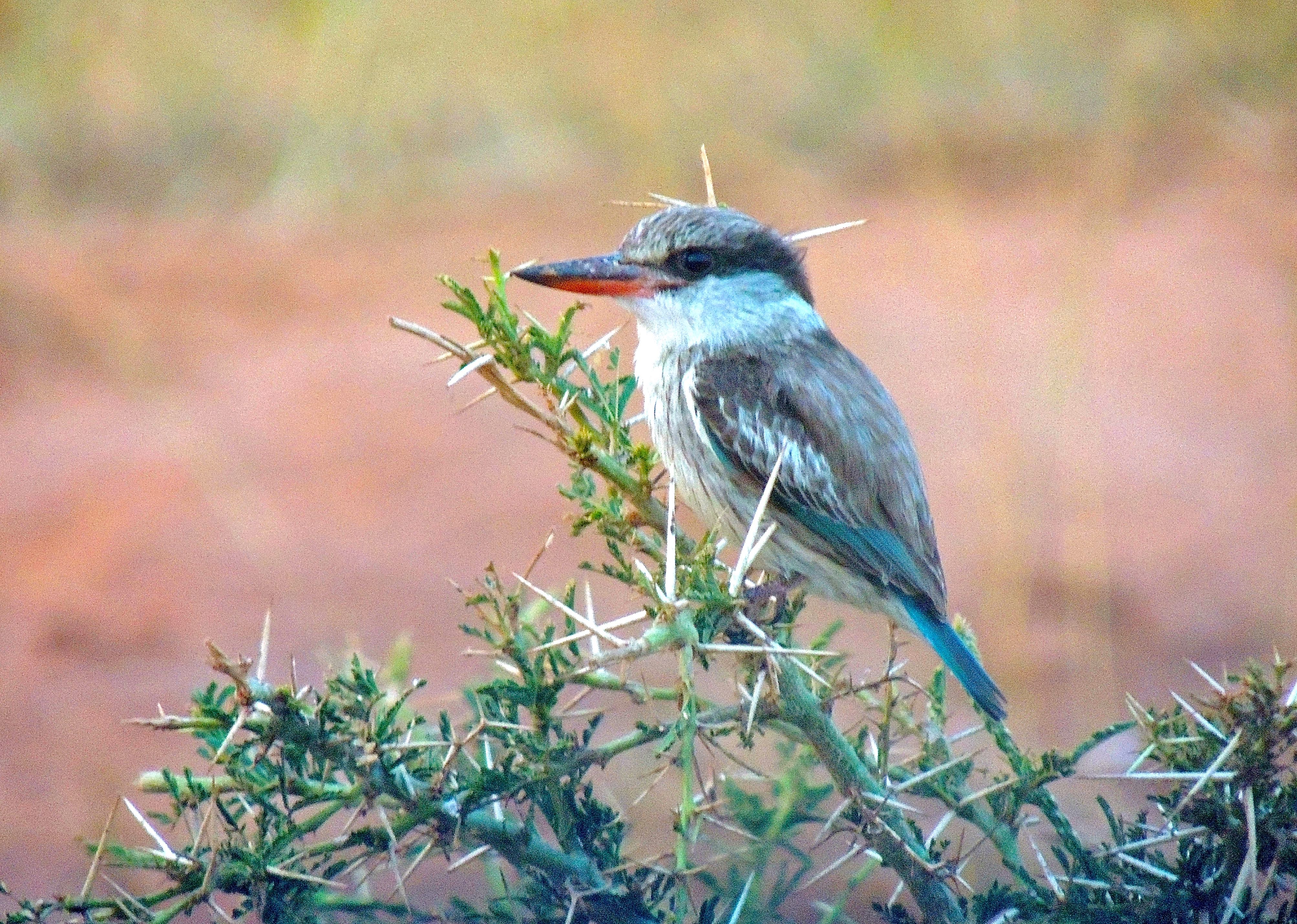 Striped Kingfisher