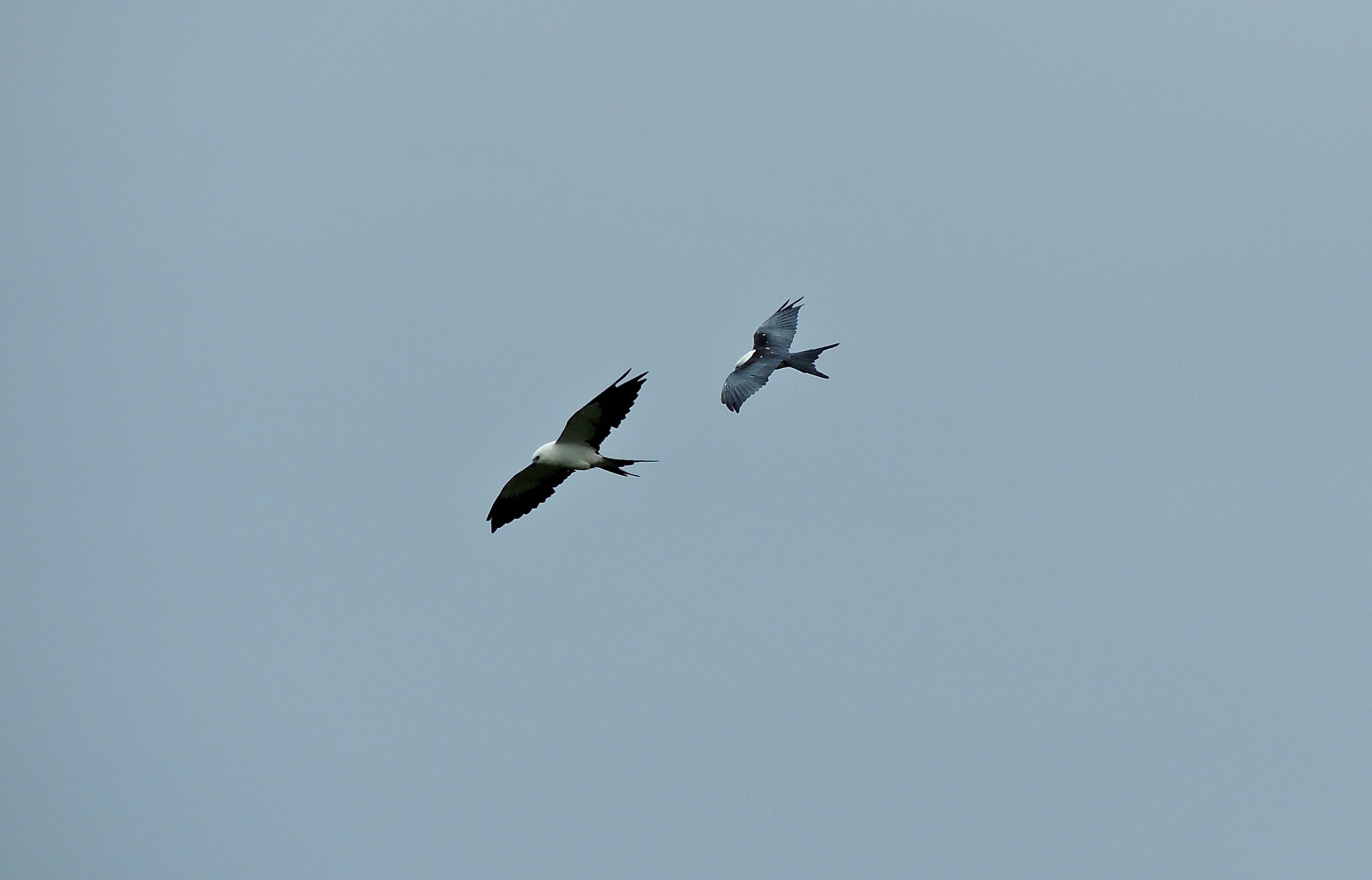 Swallow-tailed Kites