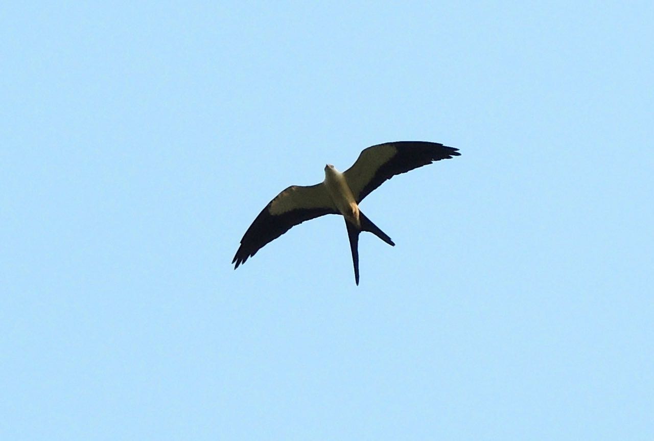 Swallow-tailed Kite