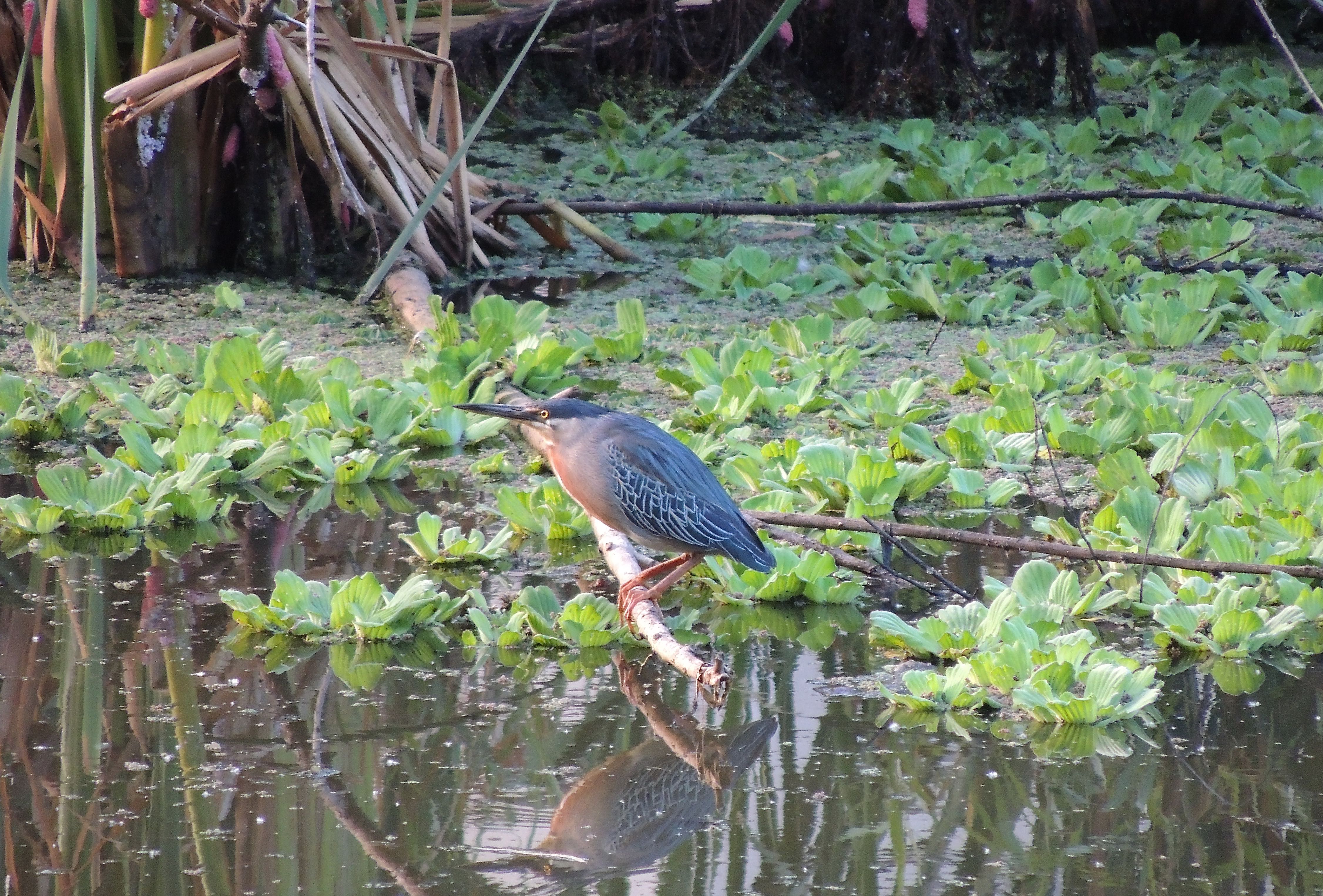 Striated Heron