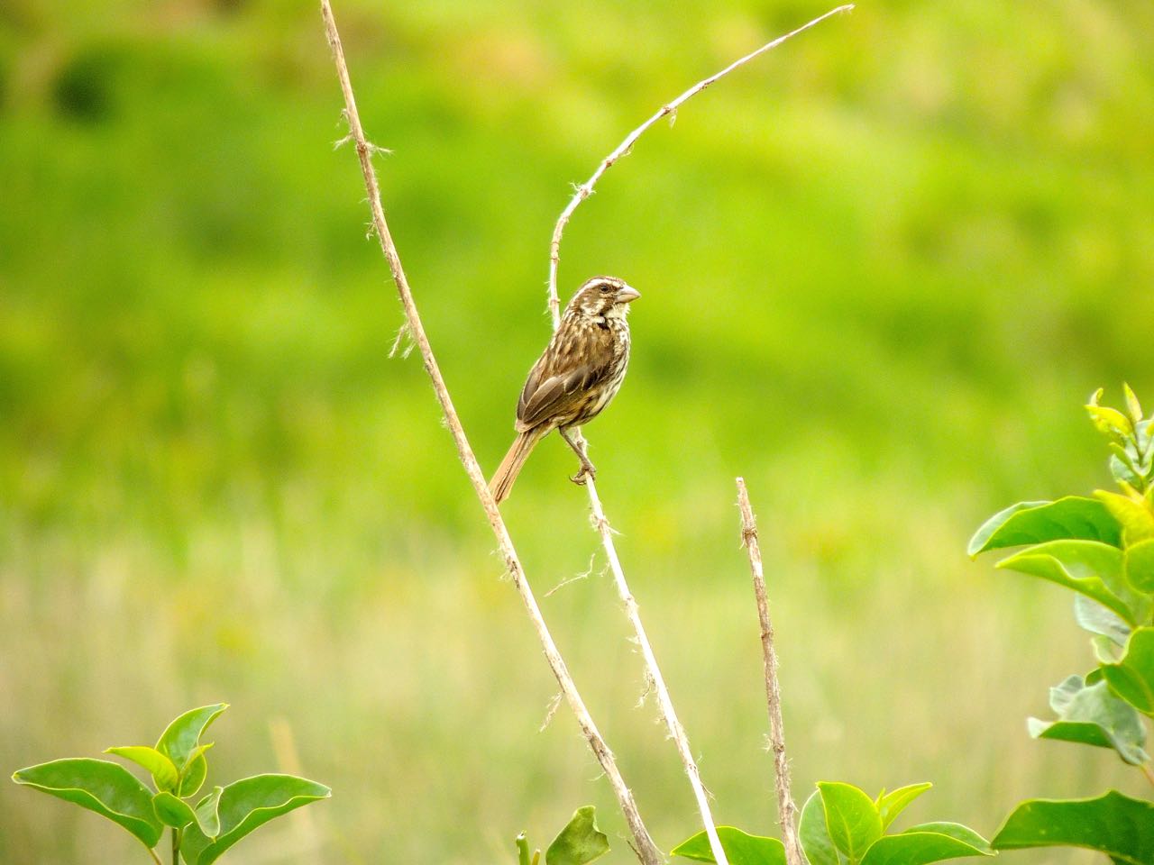 Streaky Seedeater