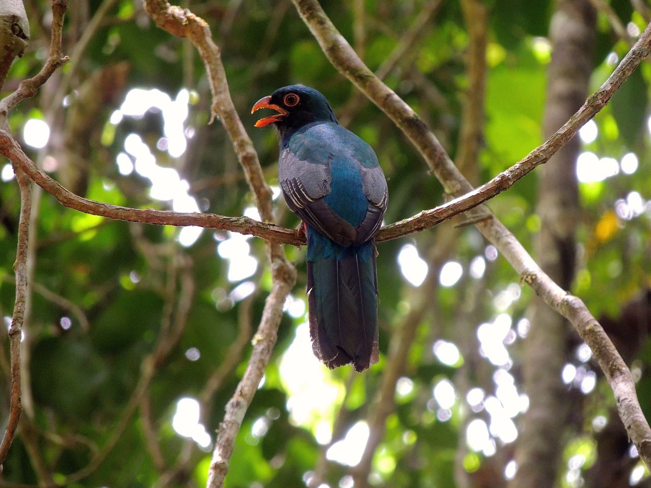 Slaty-tailed Trogon