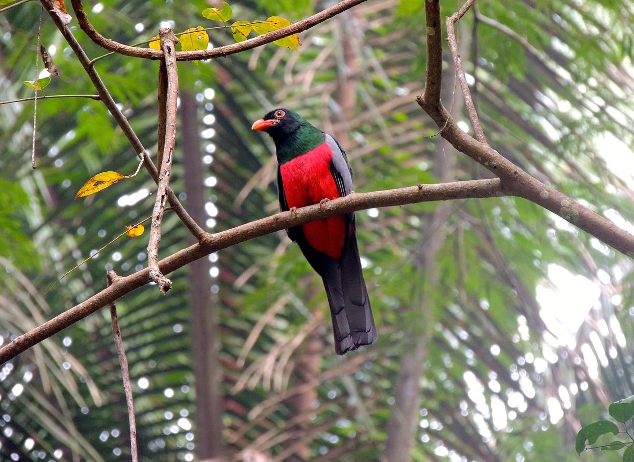 Slaty-tailed Trogon