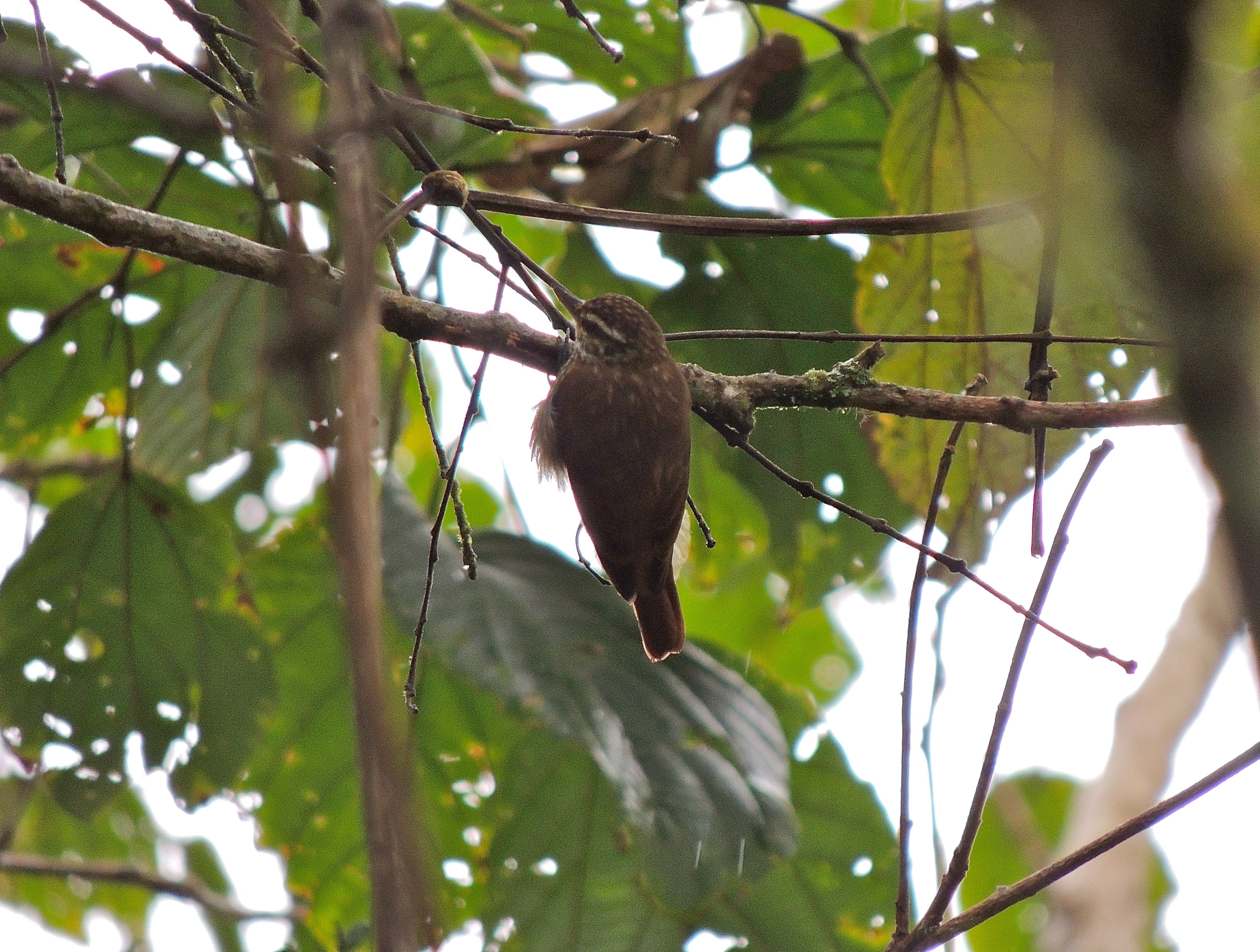 Streaked Xenops