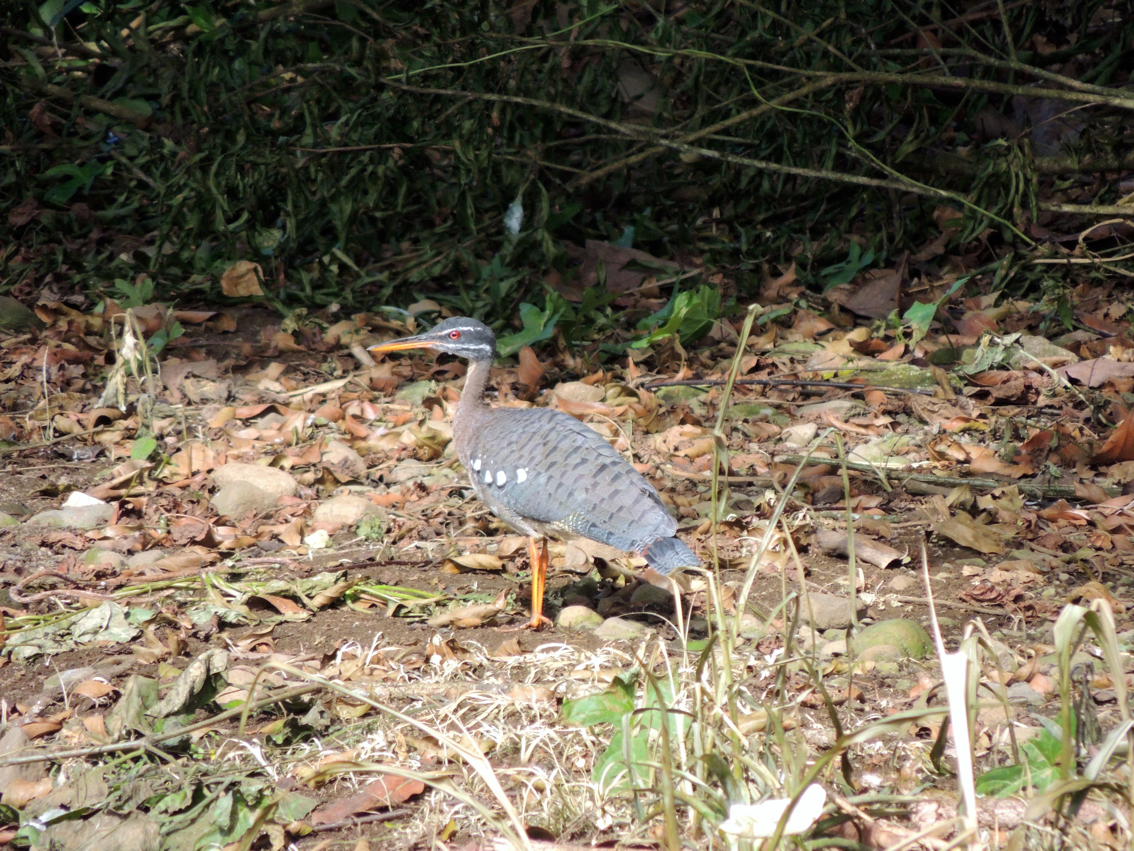 Sunbittern