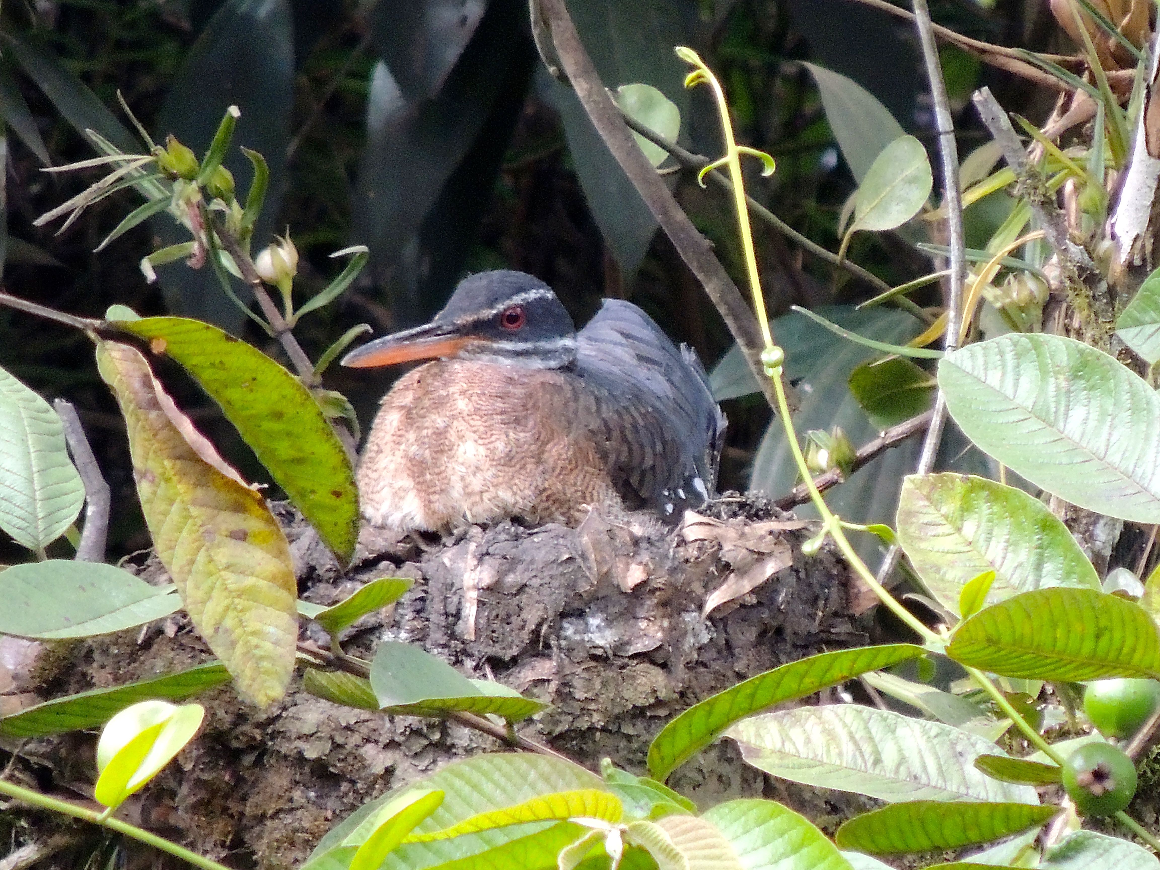 Sunbittern