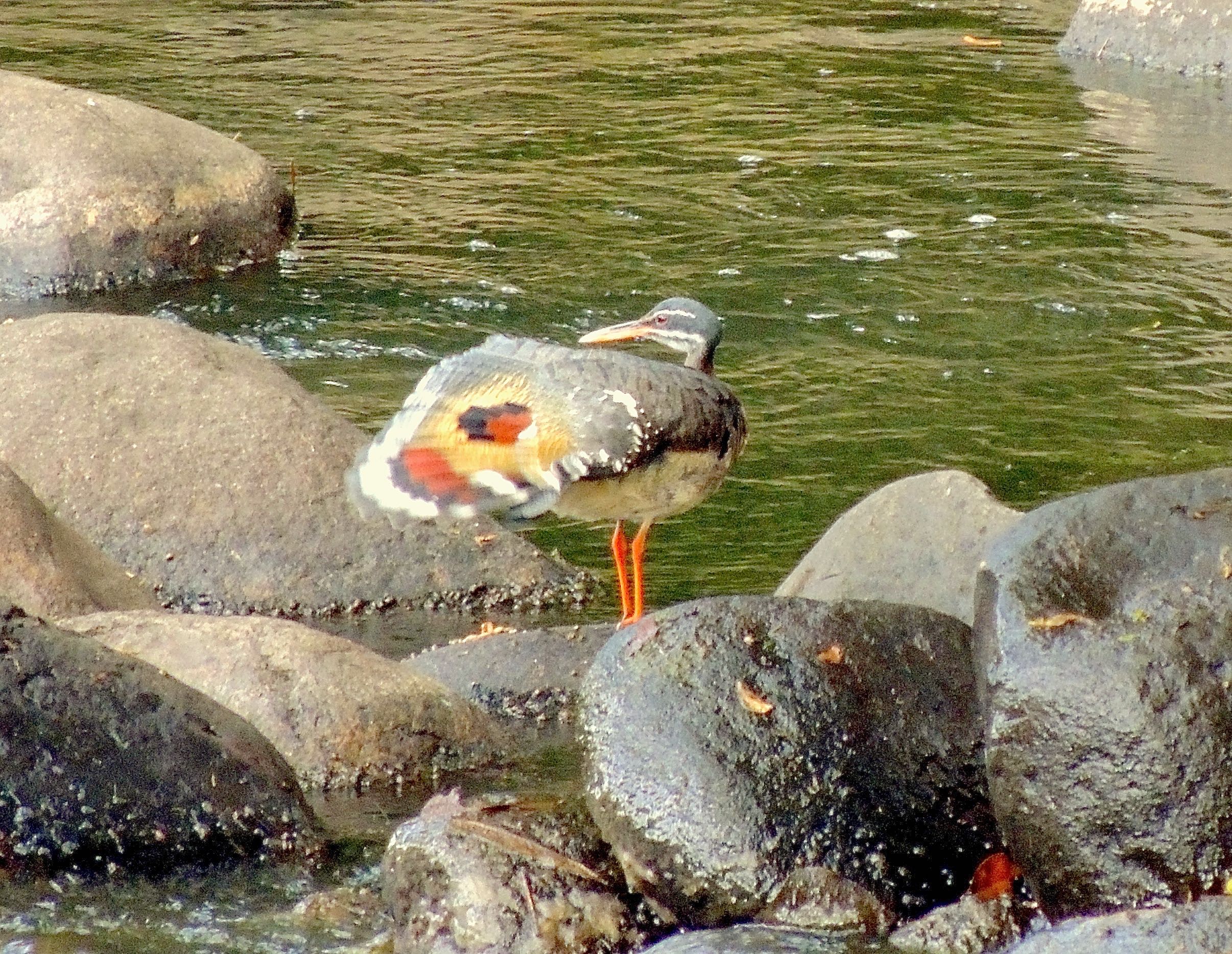 Sunbittern