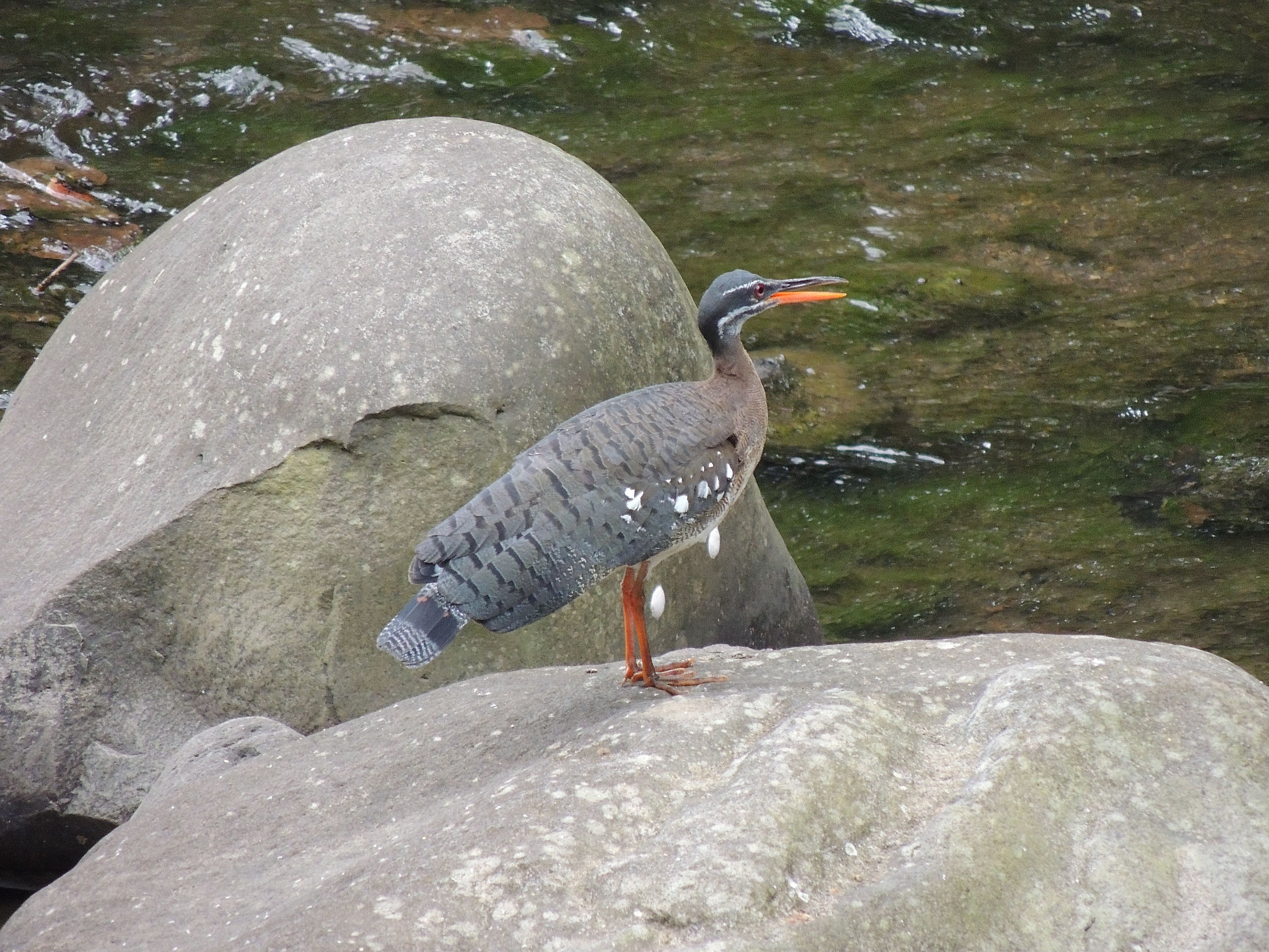 Sunbittern