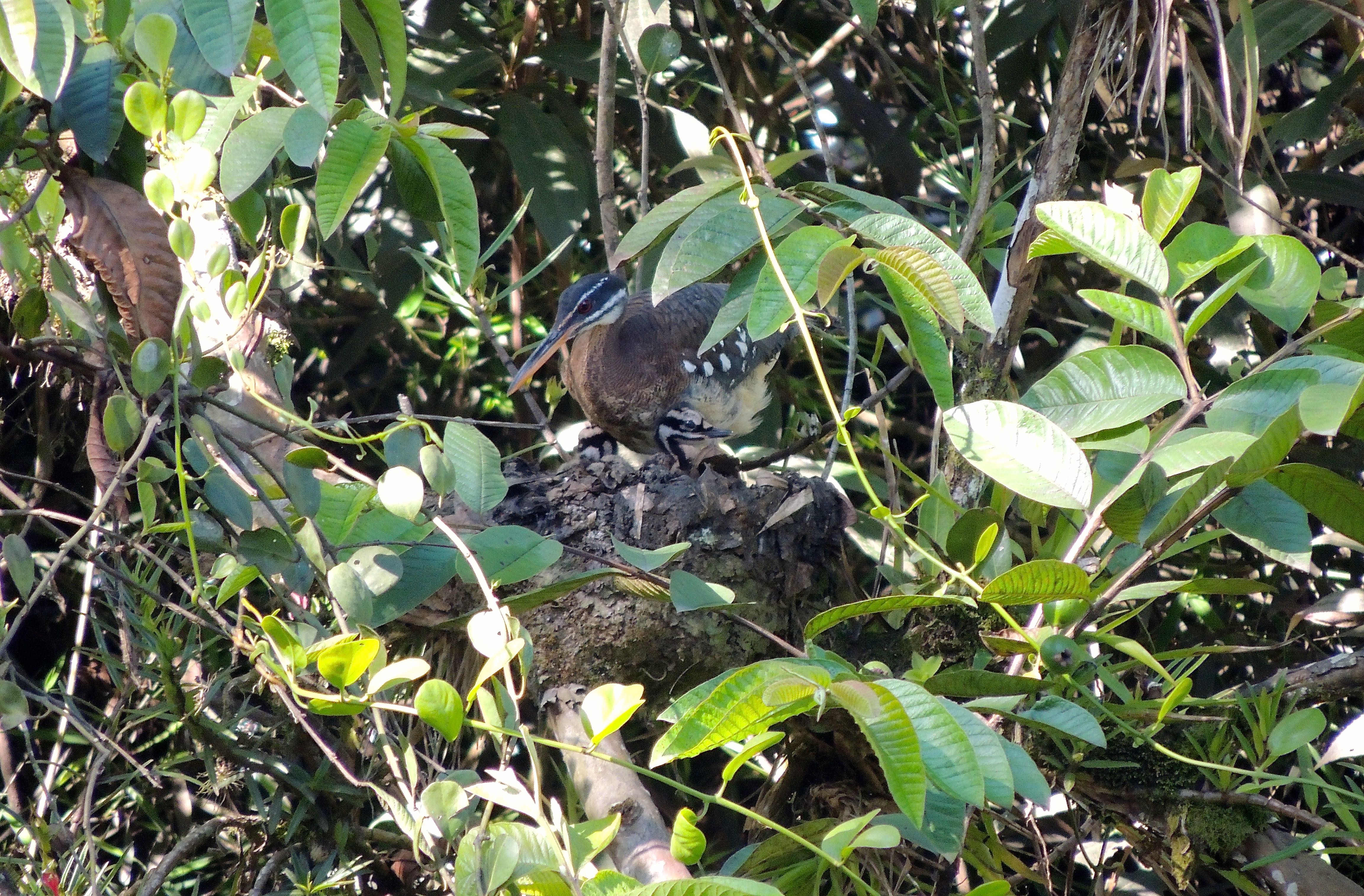 Sunbittern Nest