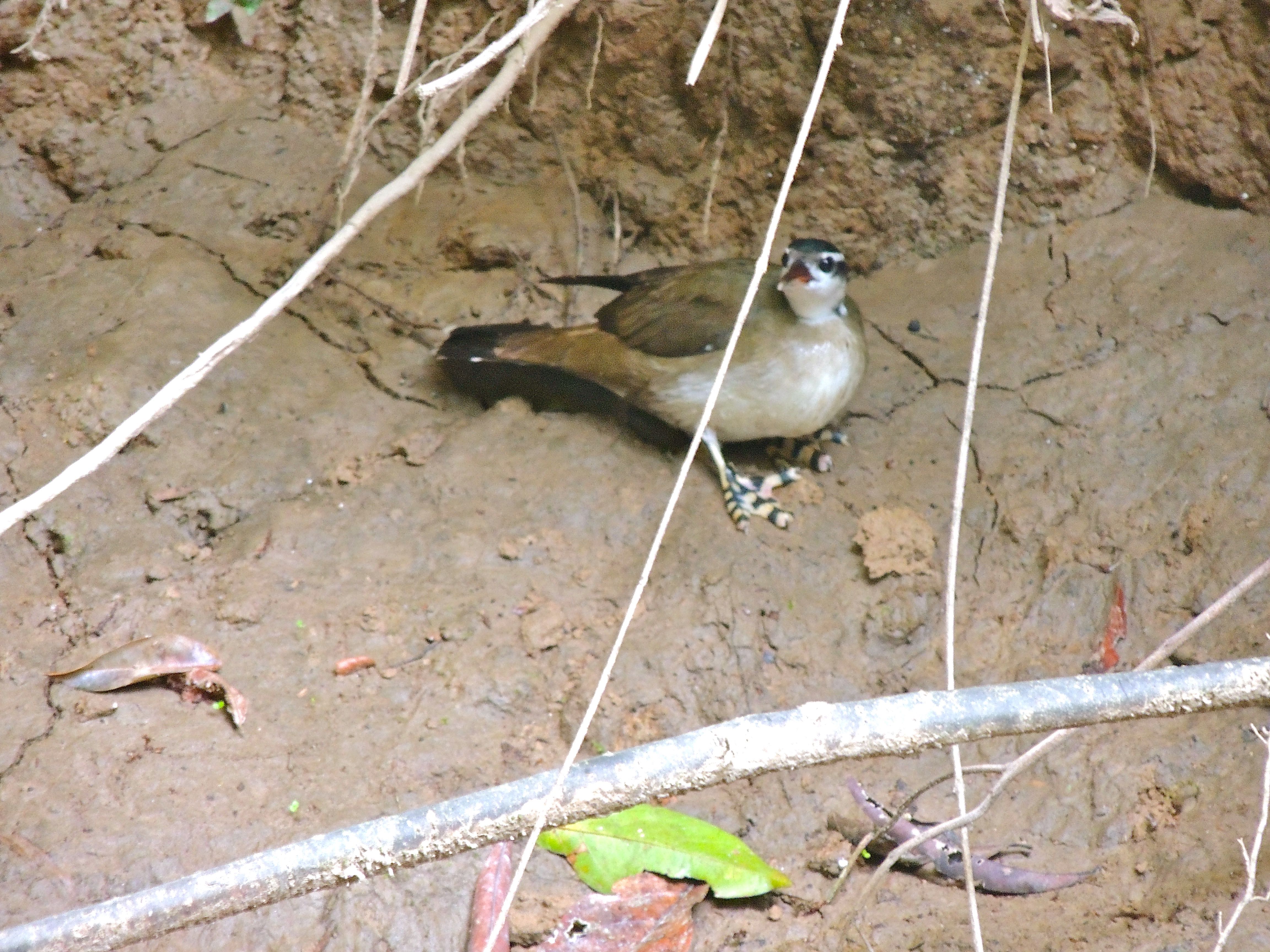 Sungrebe