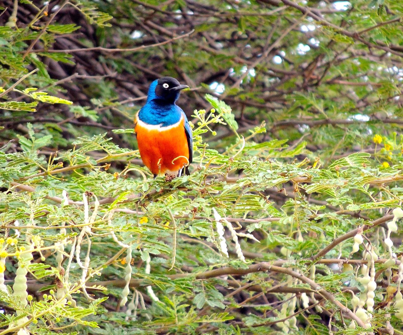 Superb Starling