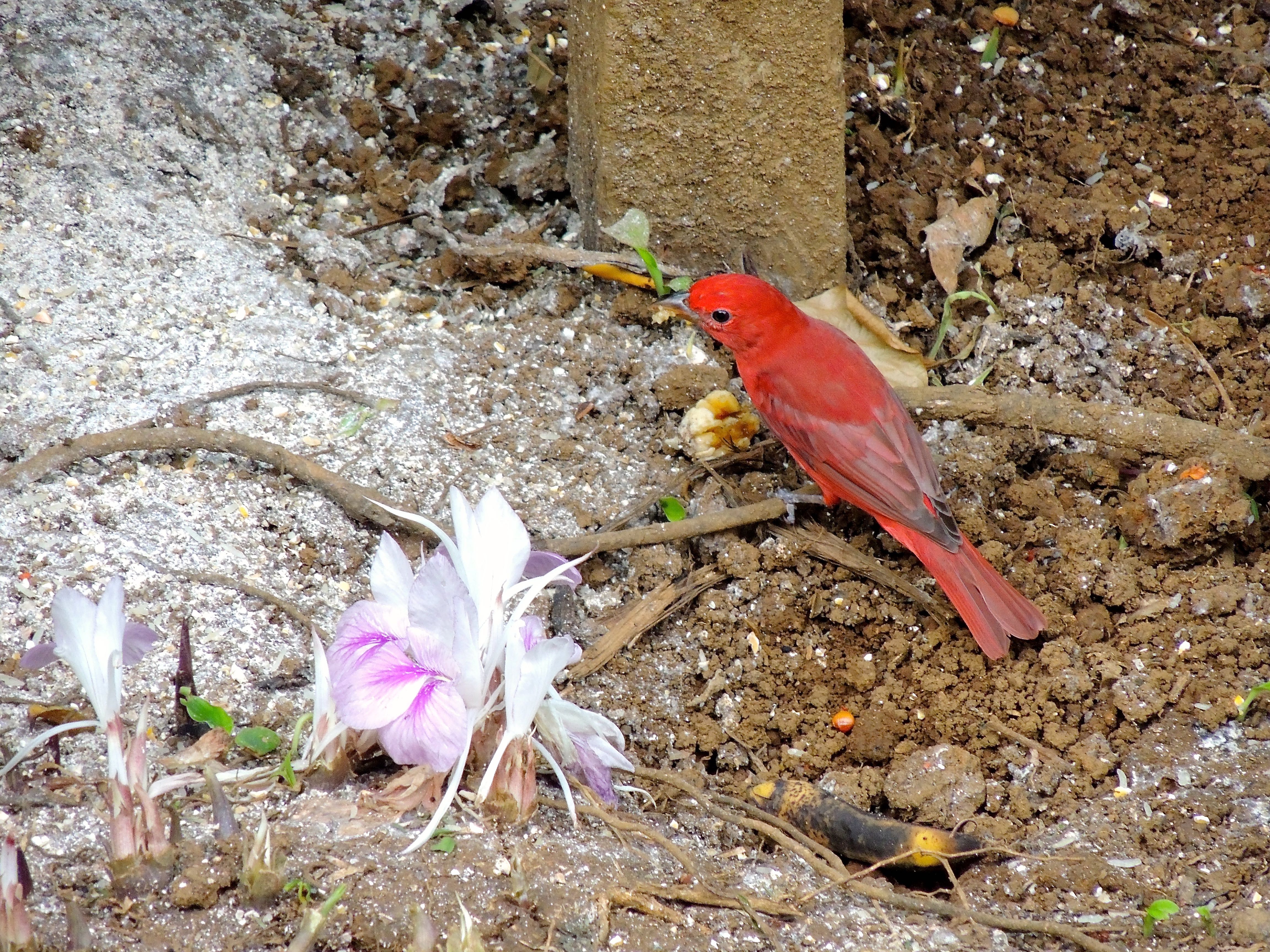 Summer Tanager