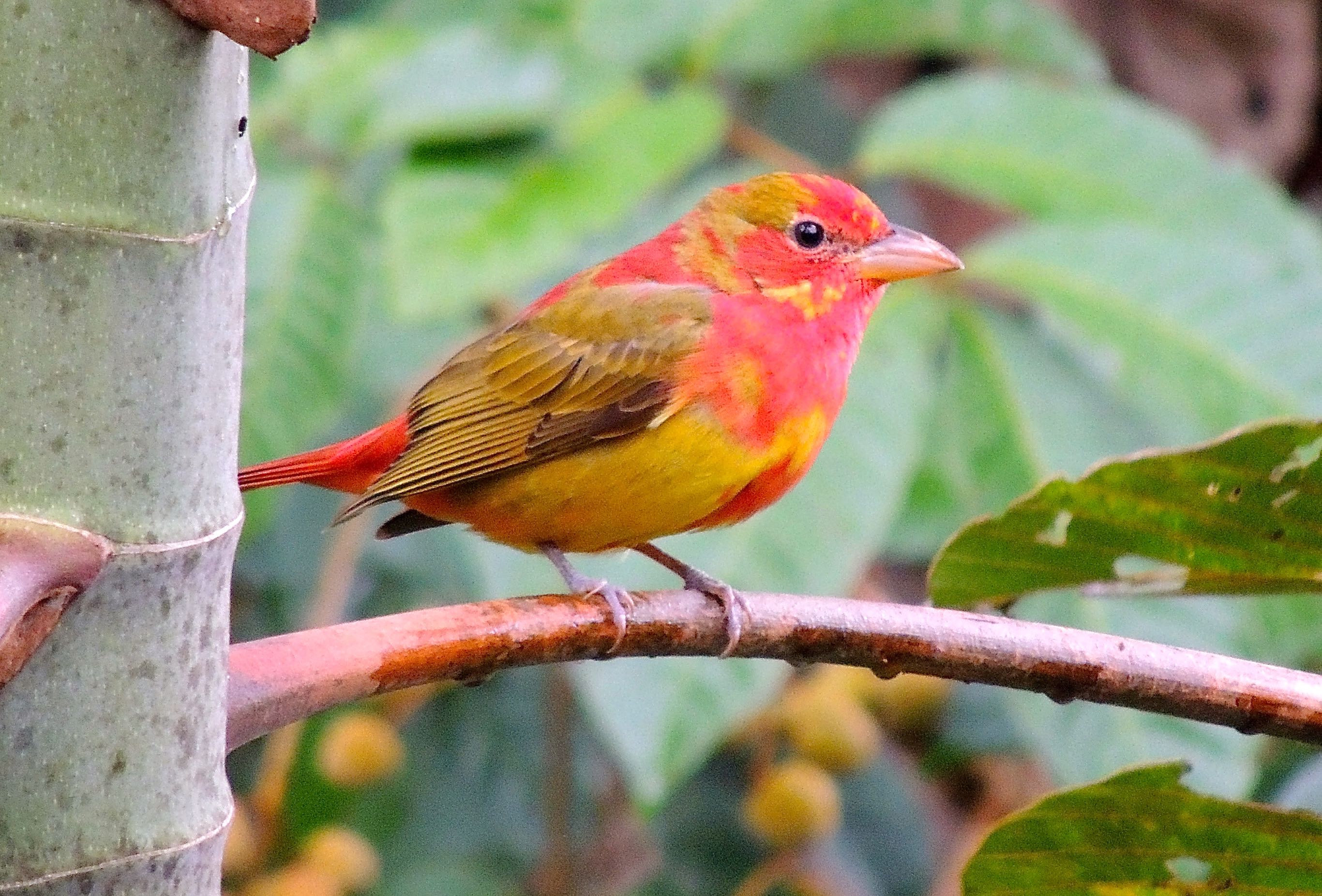 Summer Tanager