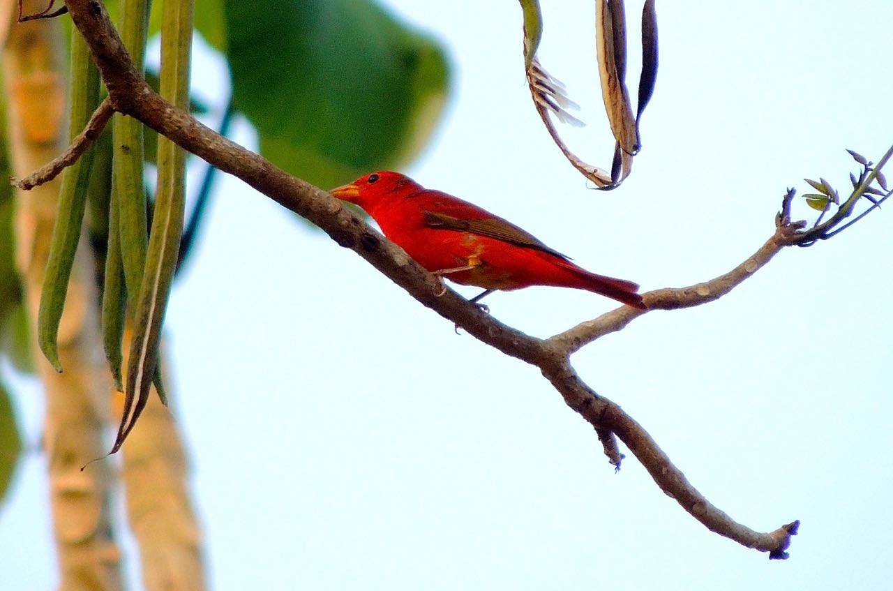 Summer Tanager