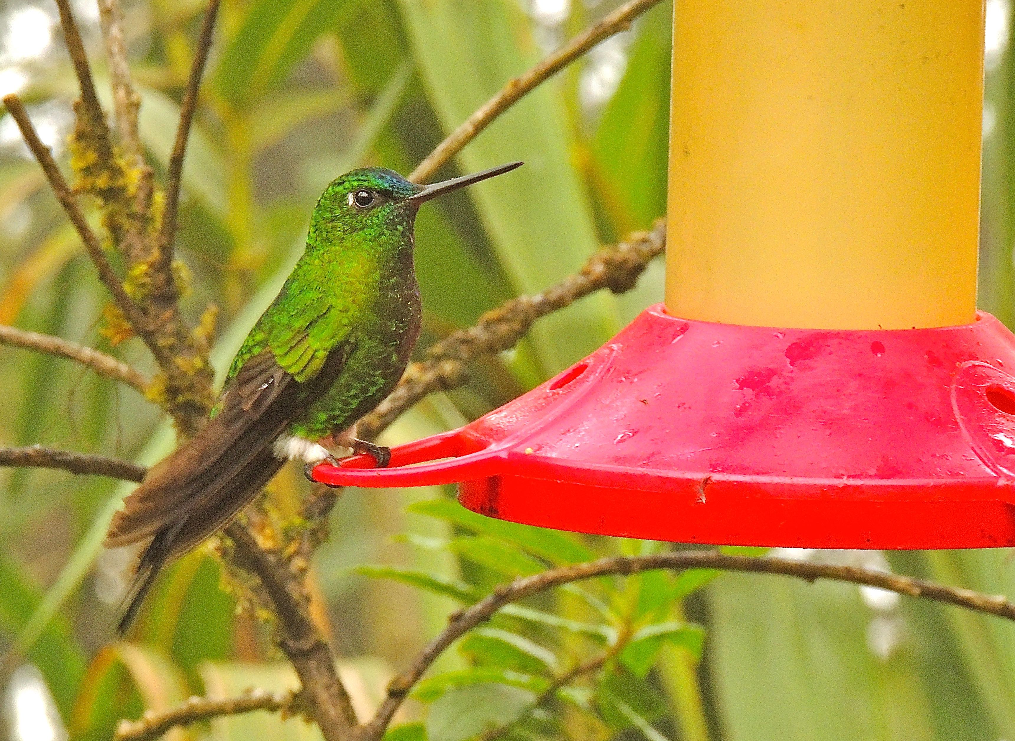 Sapphire-vented Puffleg