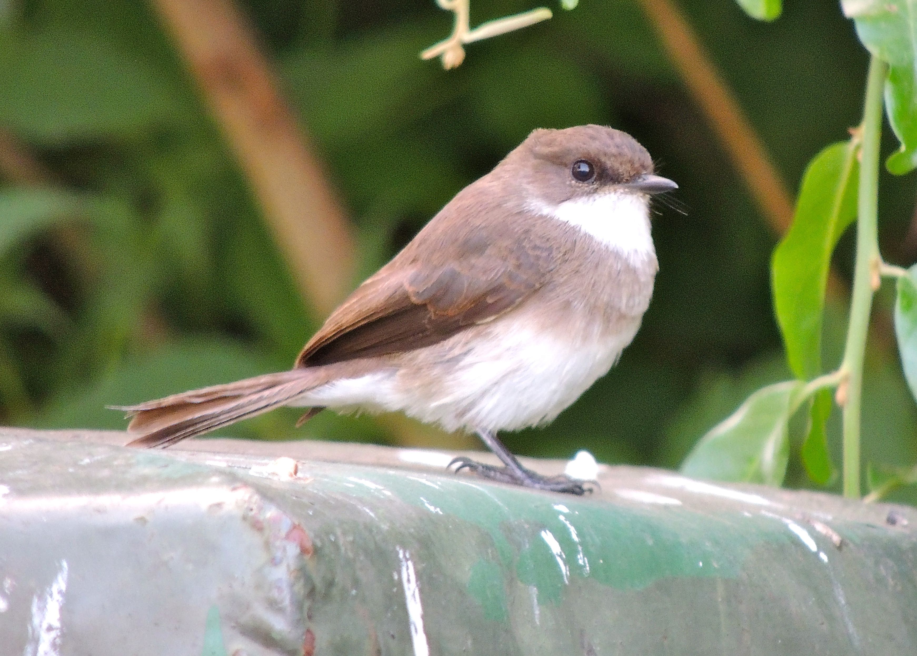 Swamp Flycatcher