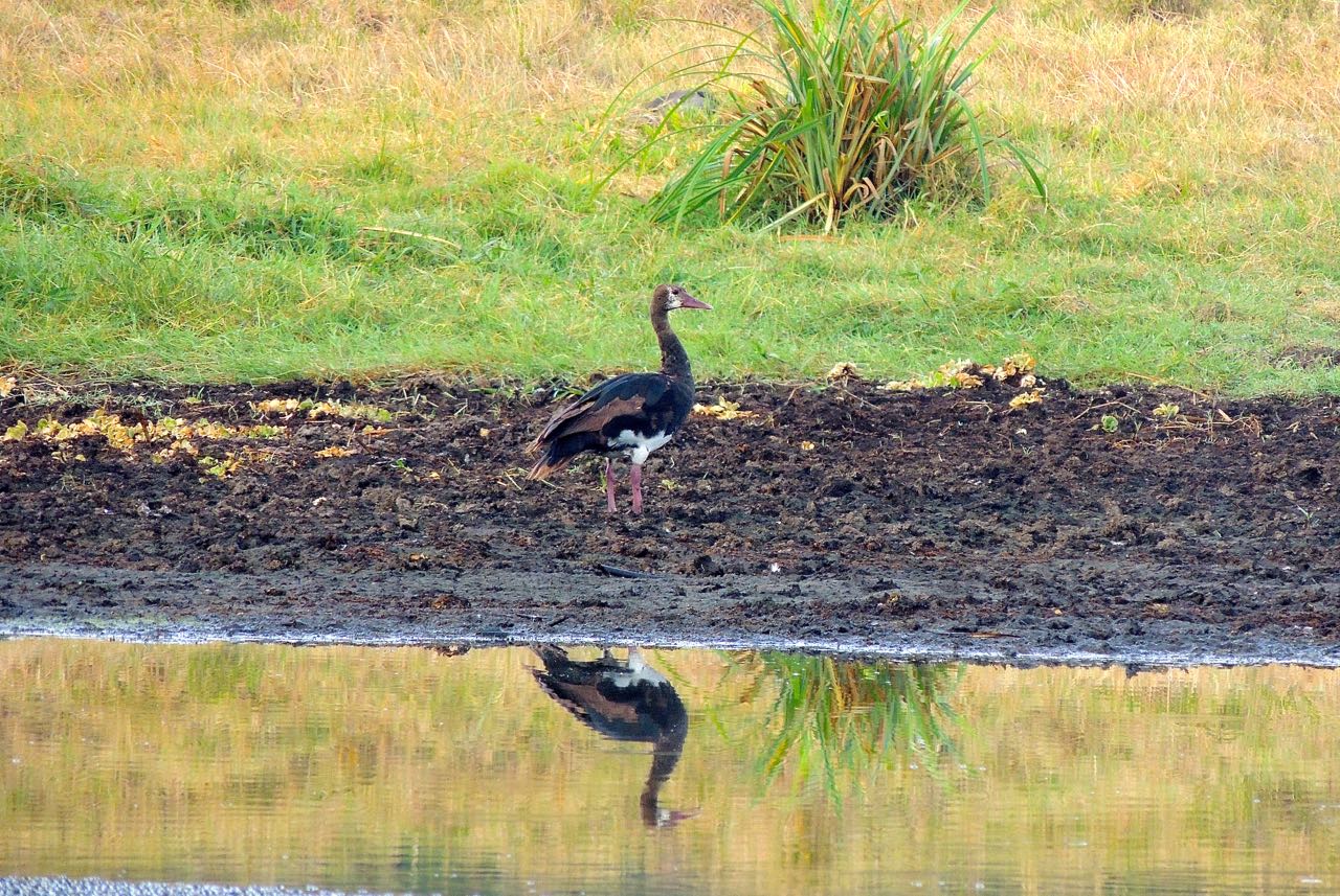 Spur-winged Goose