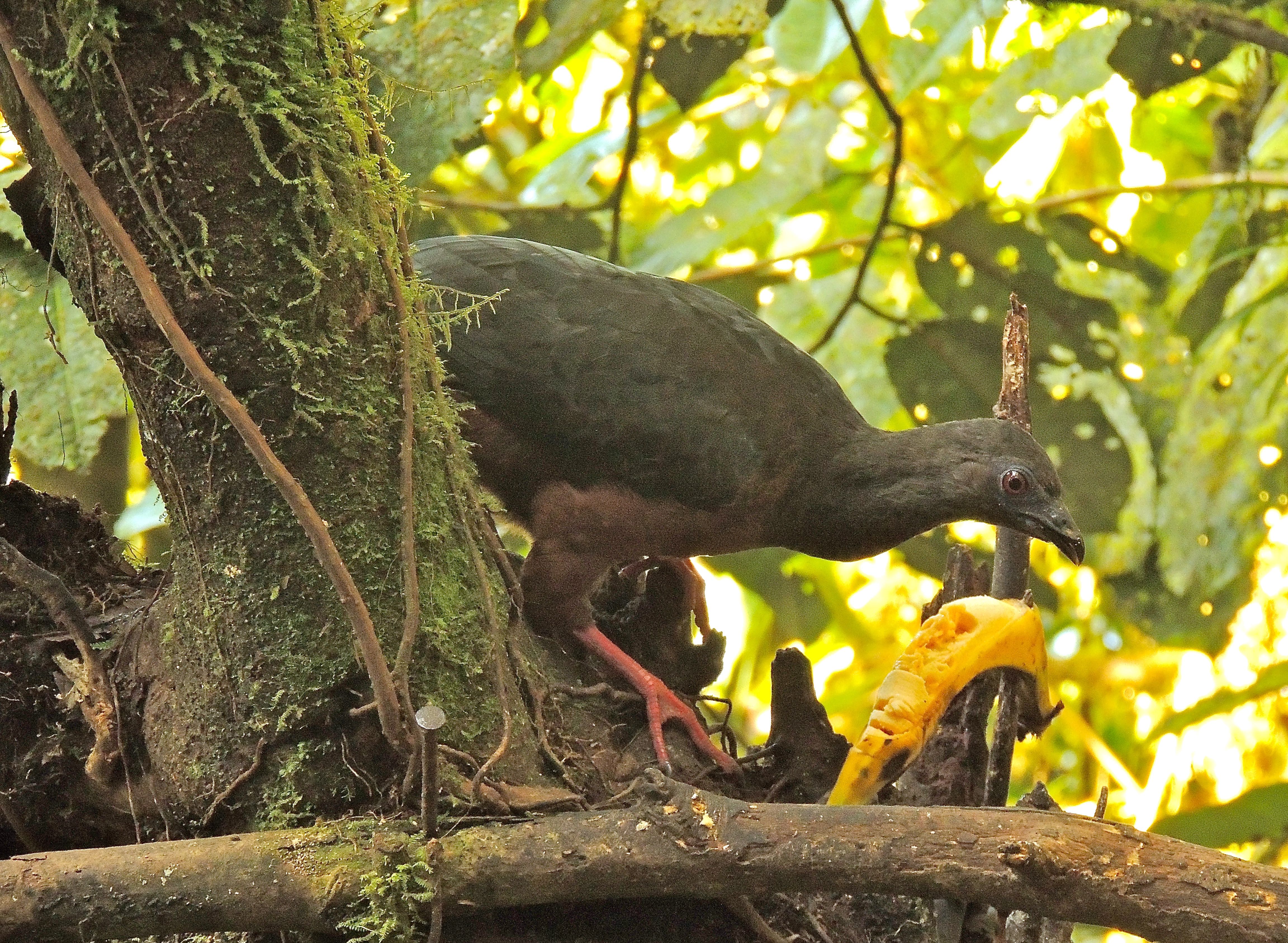 Sickle-winged Guan