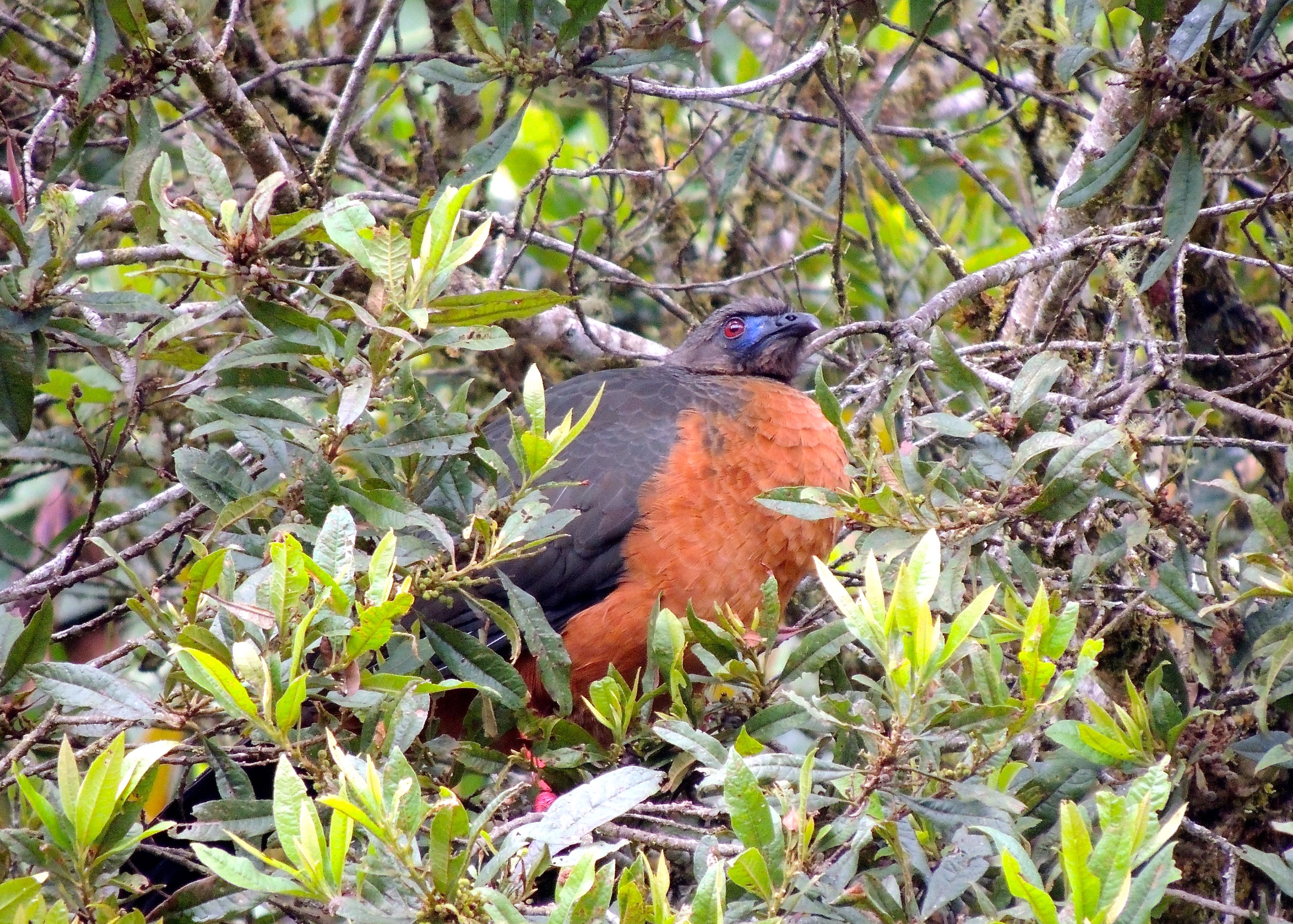 Sickle-winged Guan