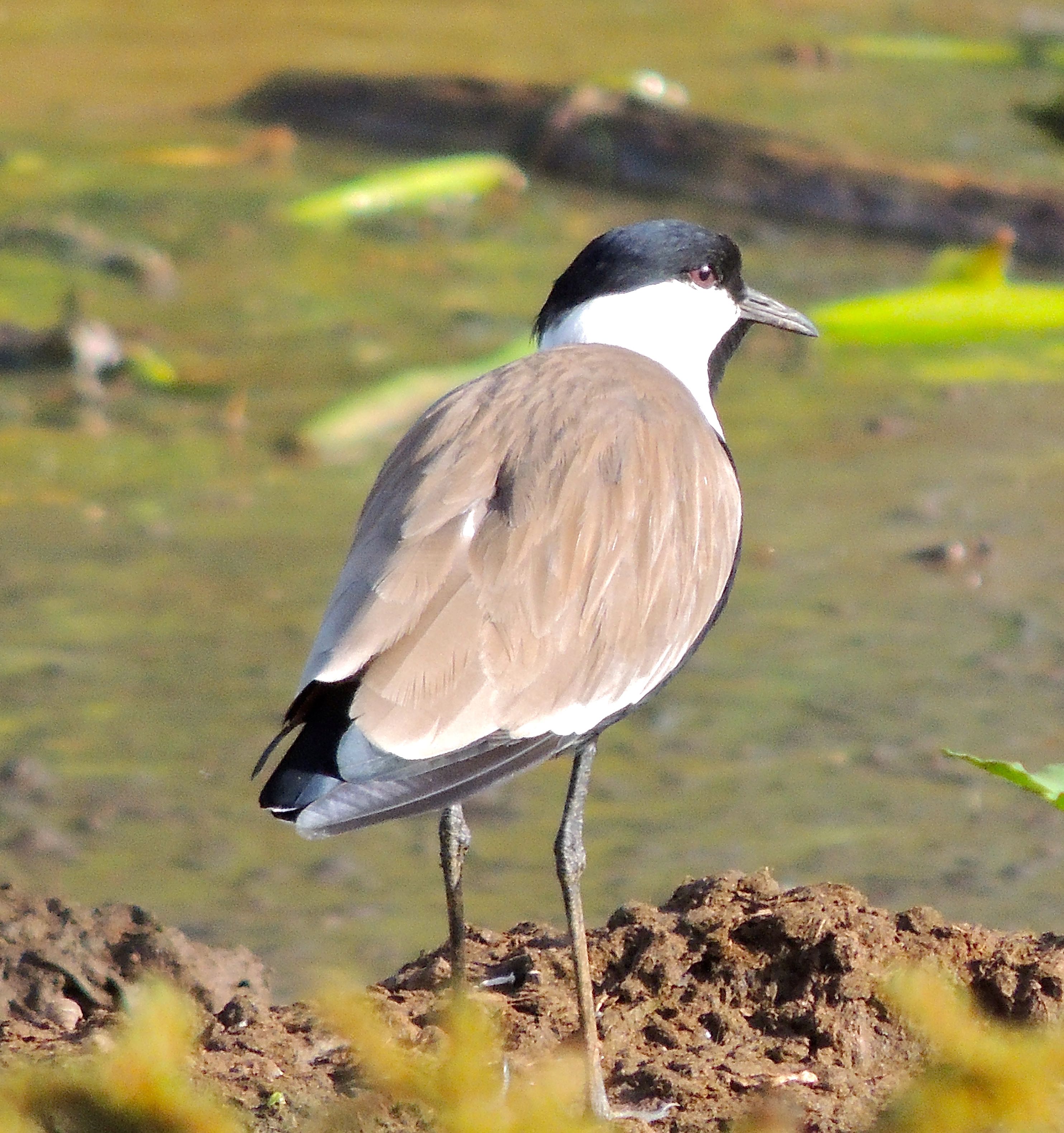 Spur-winged Plover