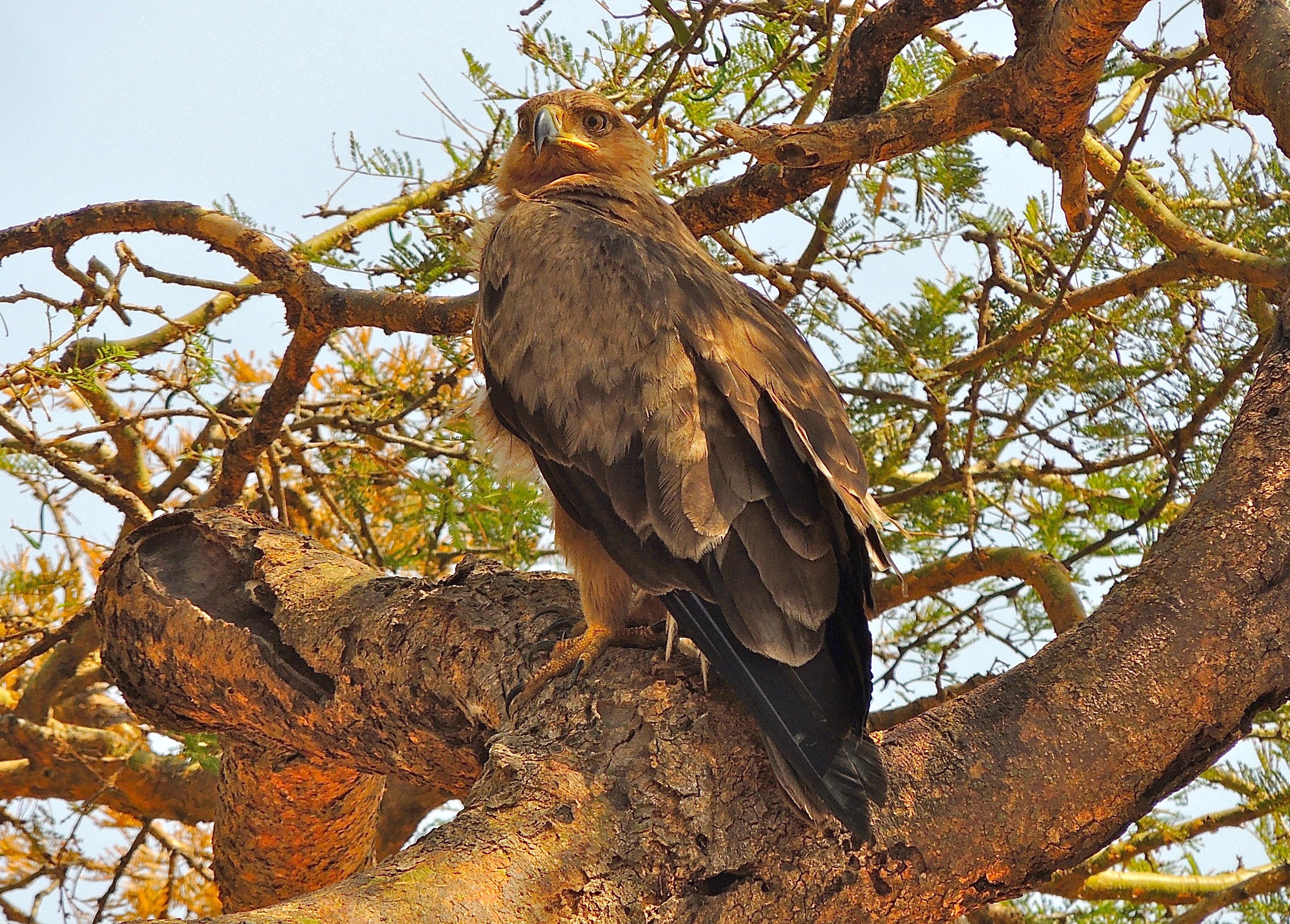 Tawny Eagle