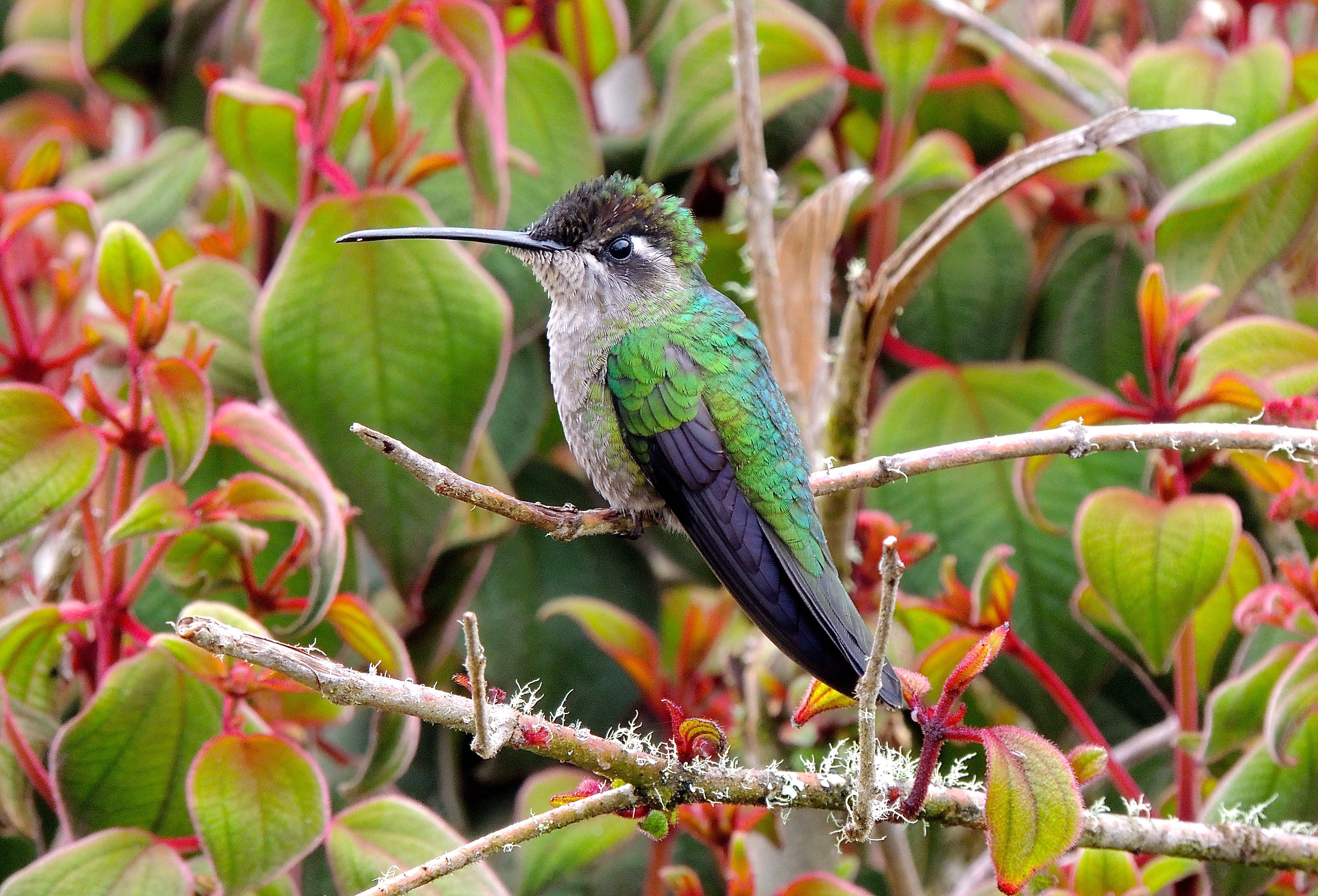 Talamanca Hummingbird