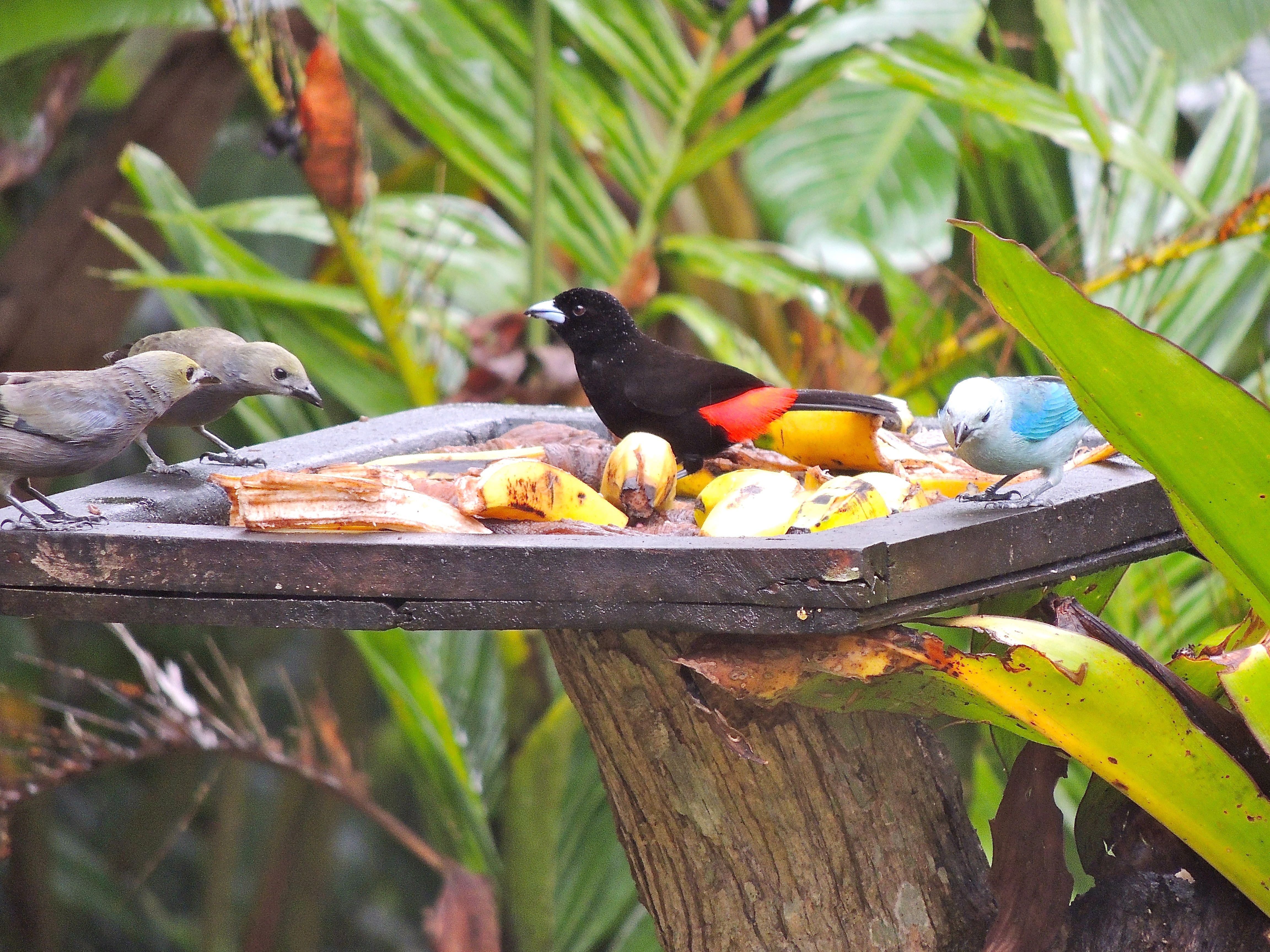 Tanagers