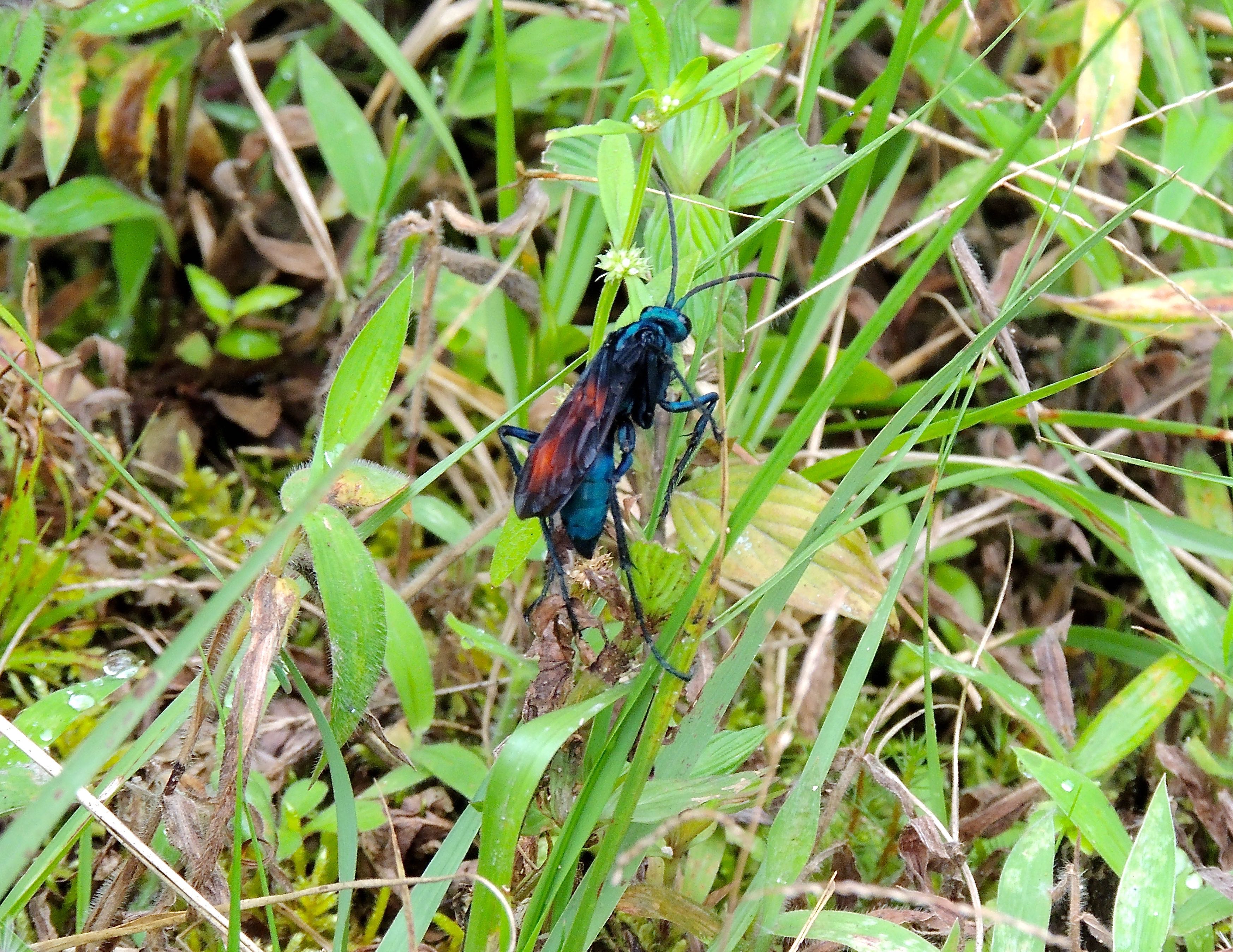 Tarantula Wasp