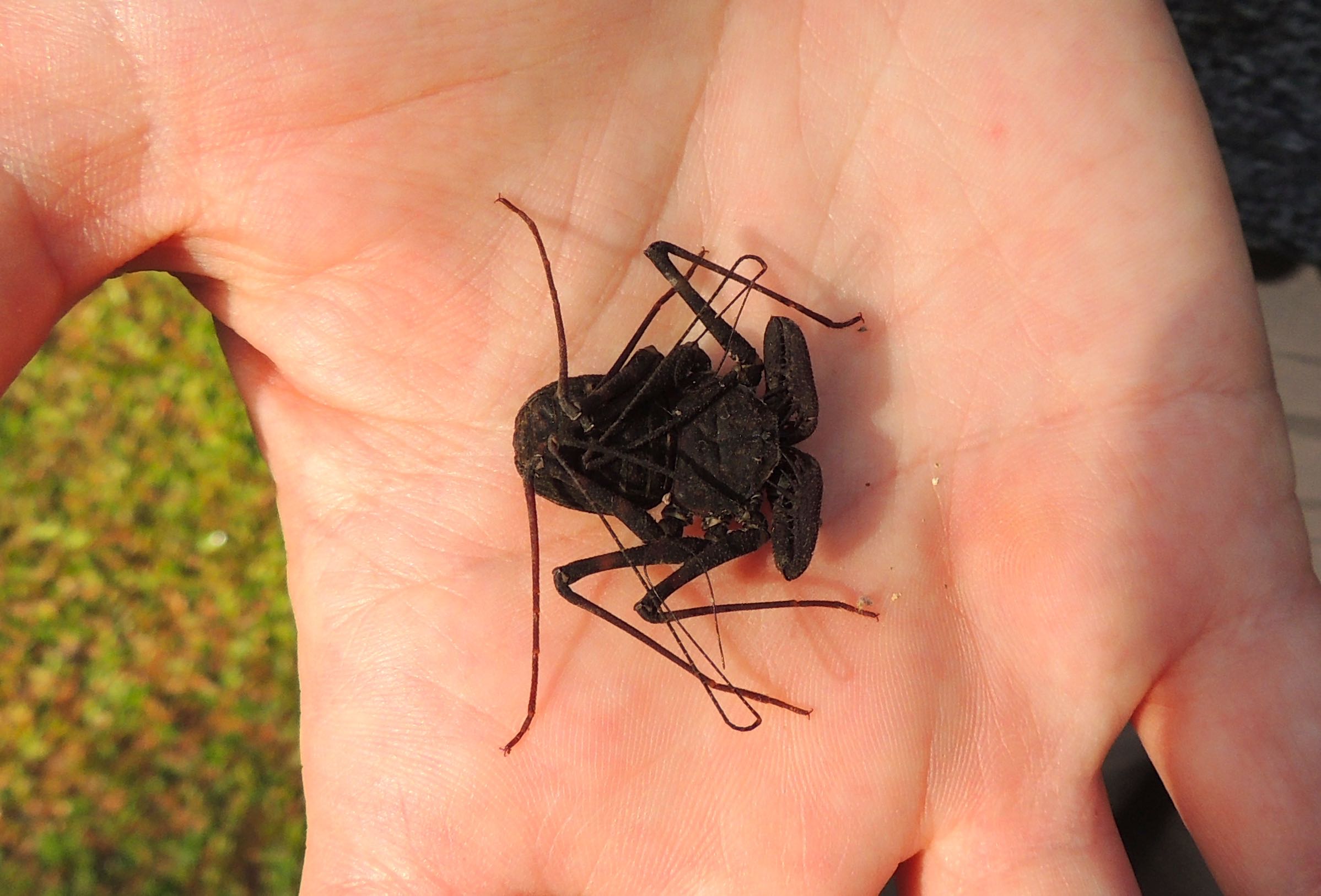 Tailless Whip-Scorpion