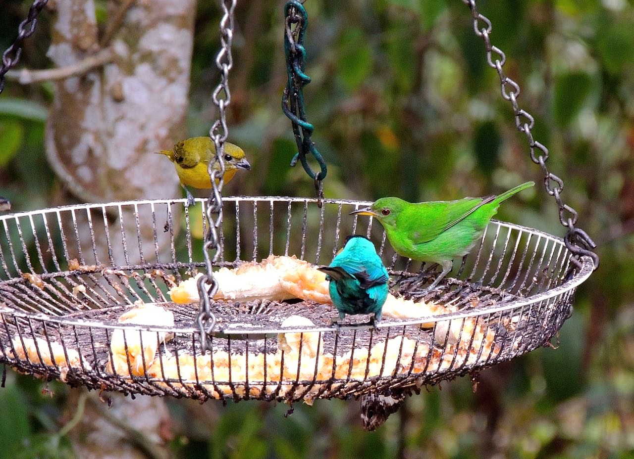 Euphonia and Green Honeycreepers