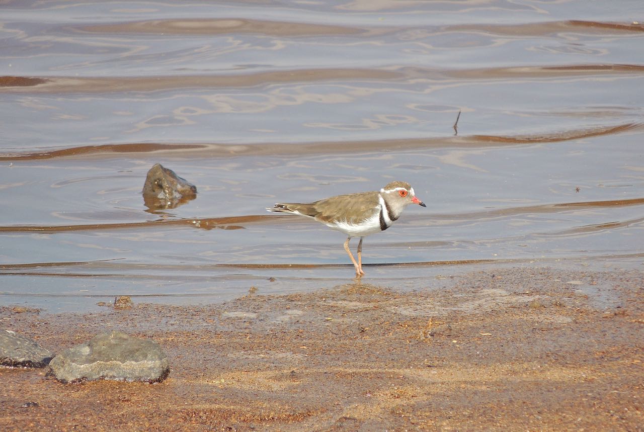 Three-banded Plover