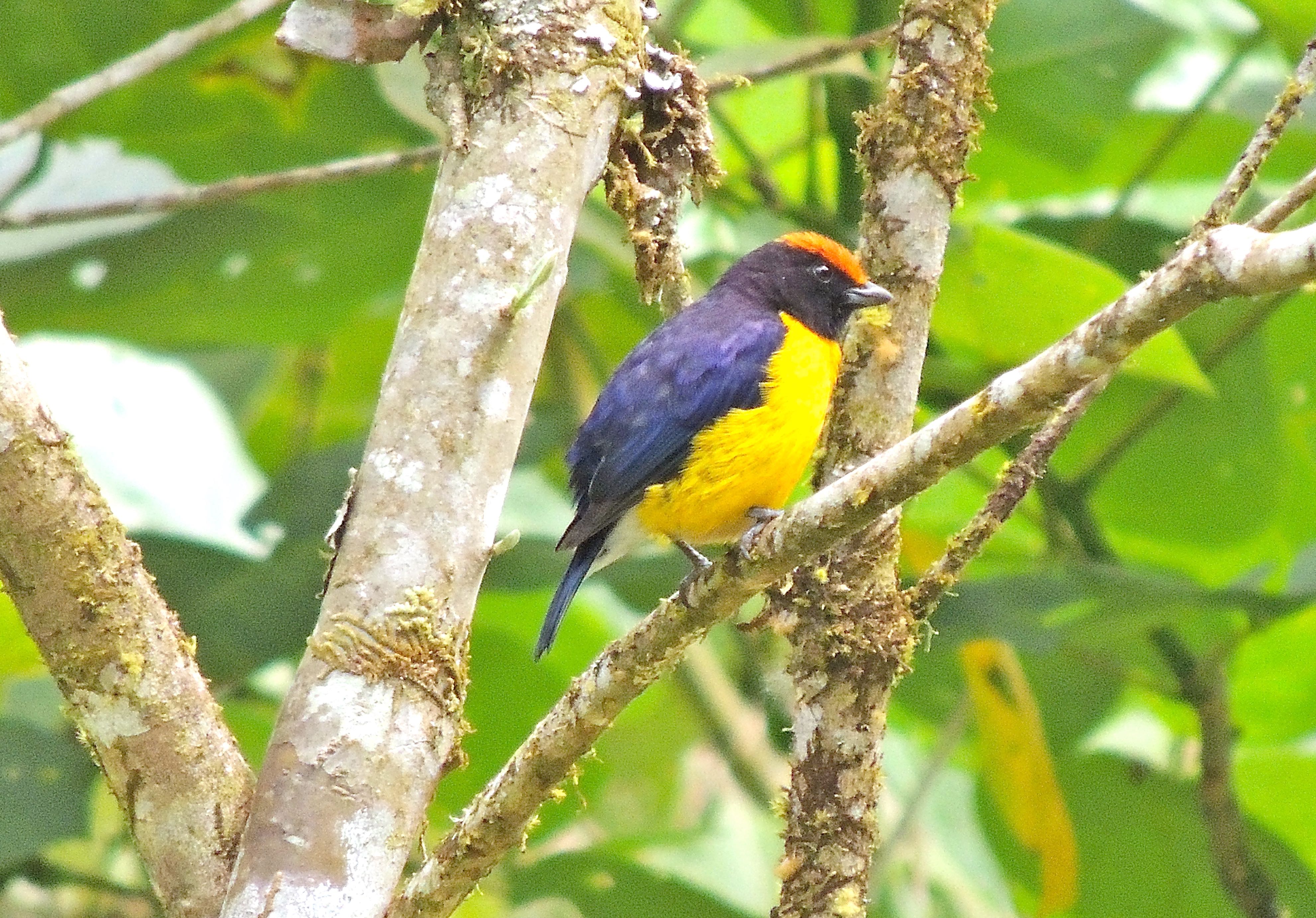 Tawny-capped Euphonia