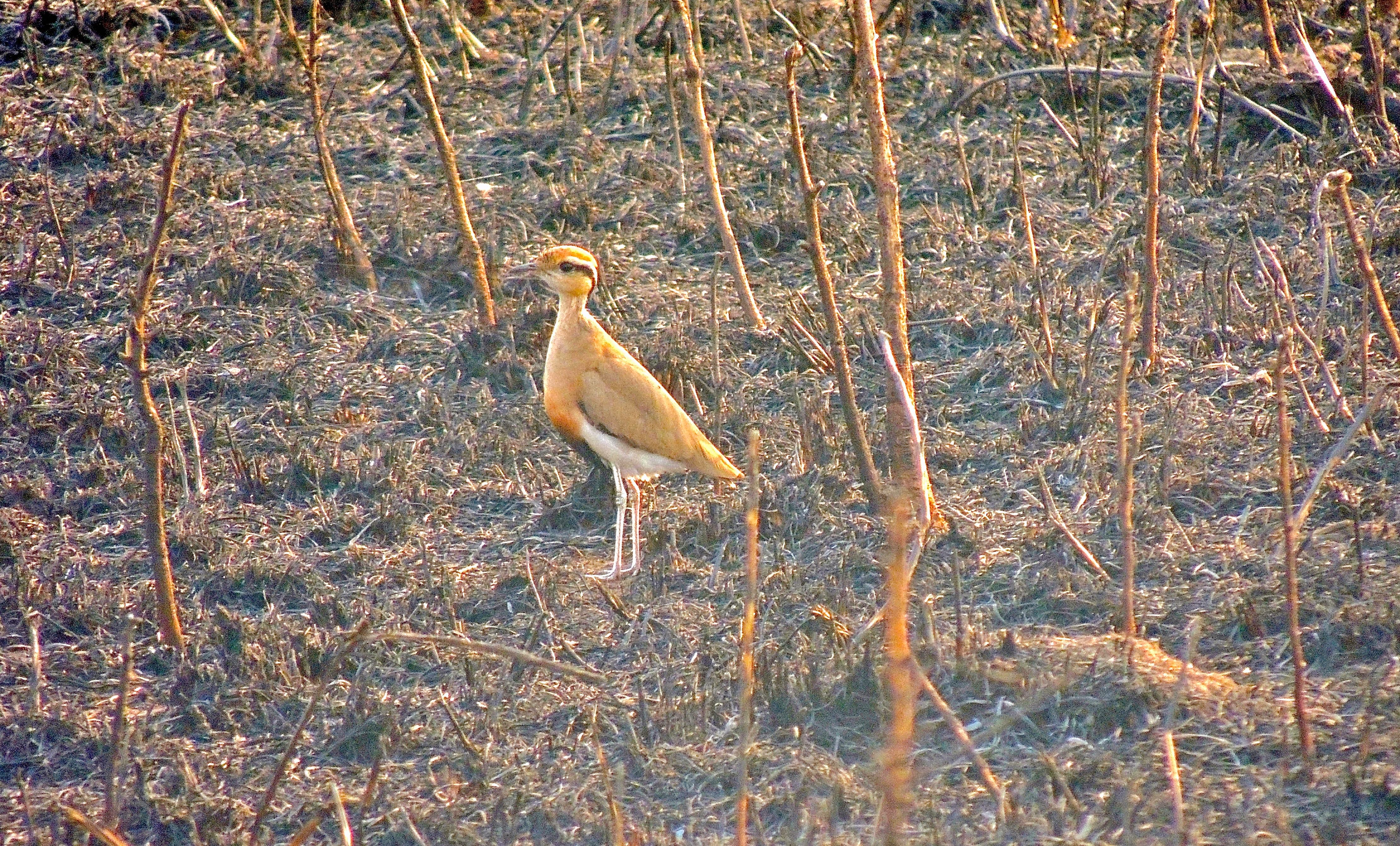 Temminck's Courser