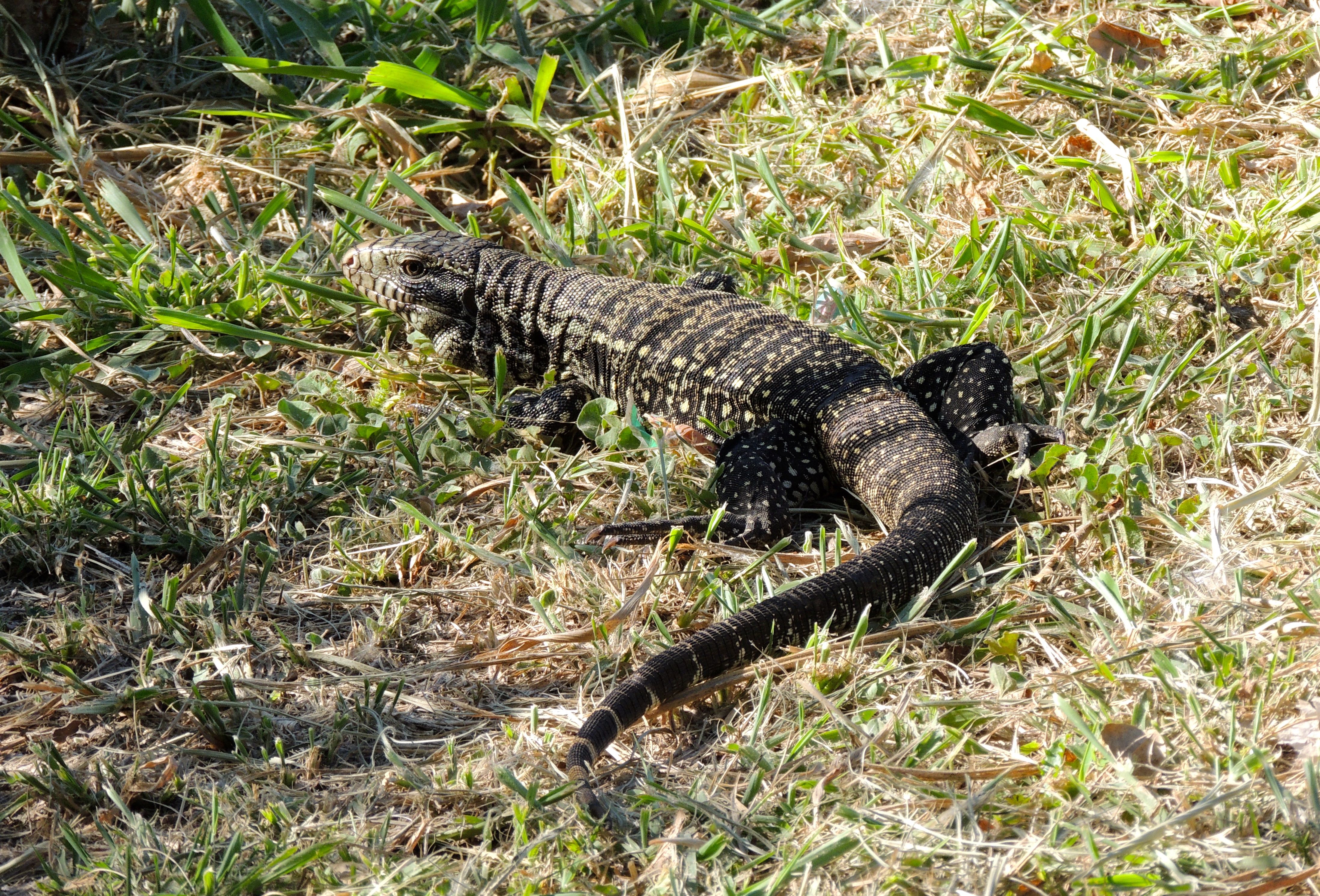 Tegu