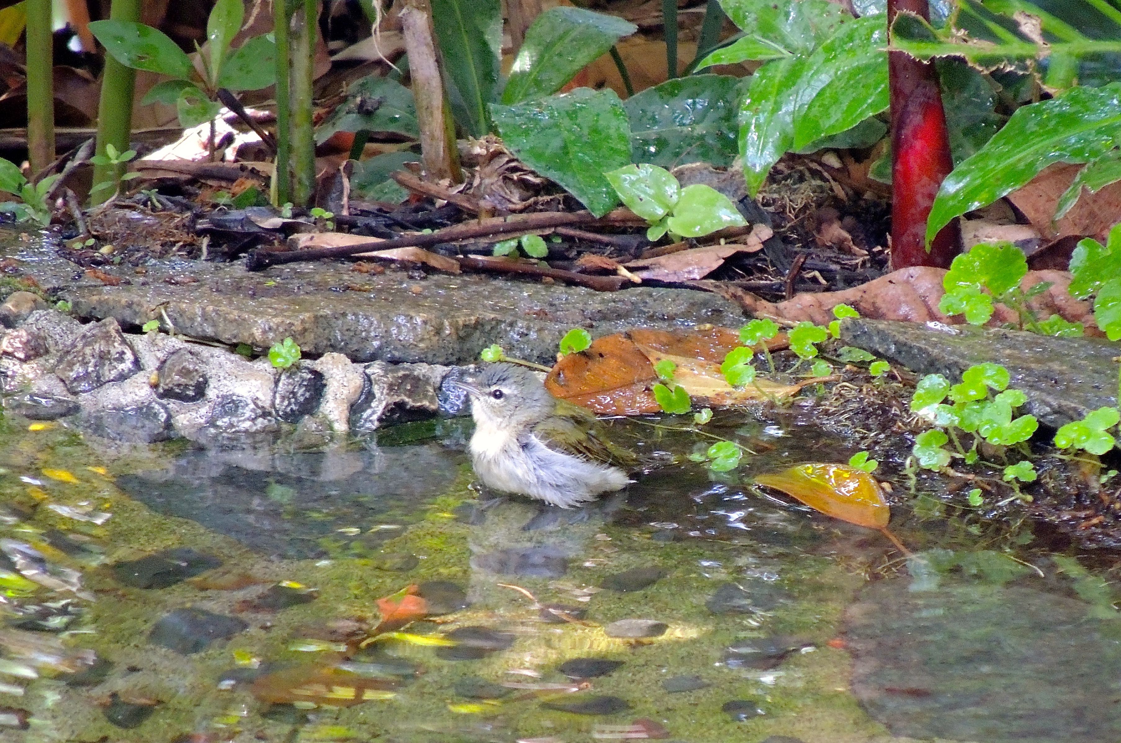 Tennessee Warbler