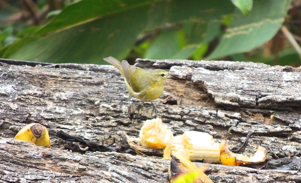 Tennessee Warbler