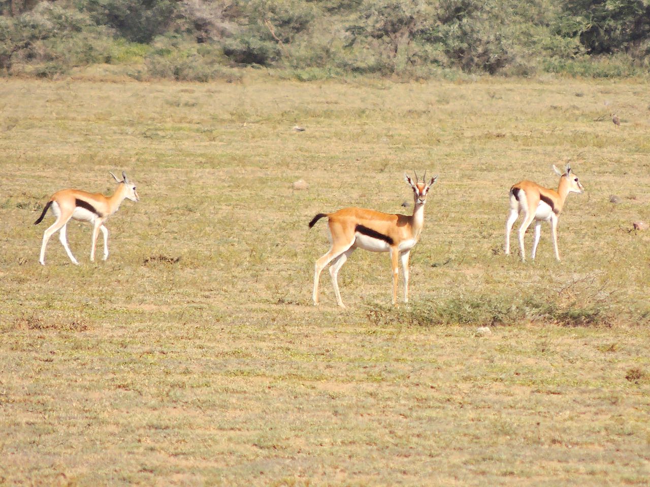 Thomson's Gazelles