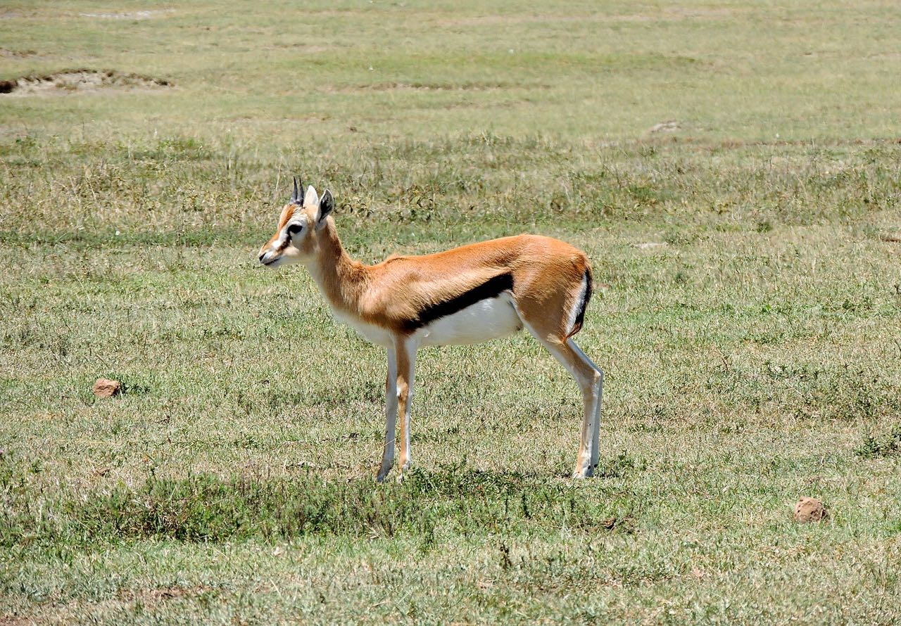 Thomson's Gazelle