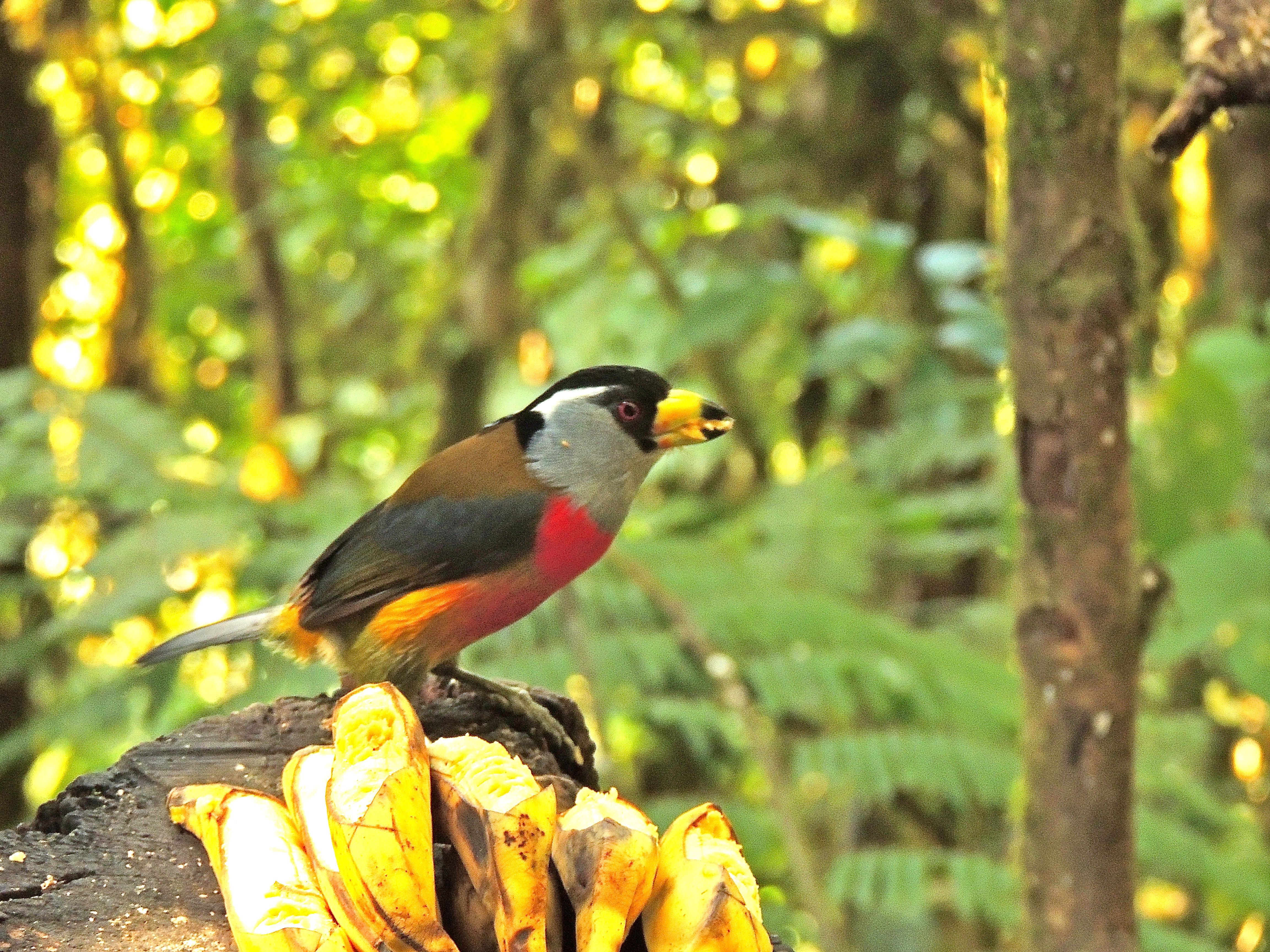 Toucan Barbet