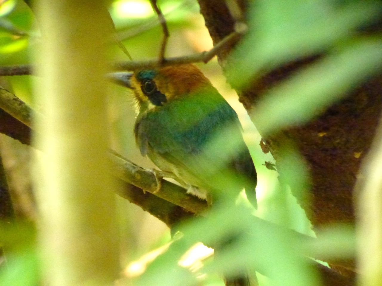 Tody Motmot